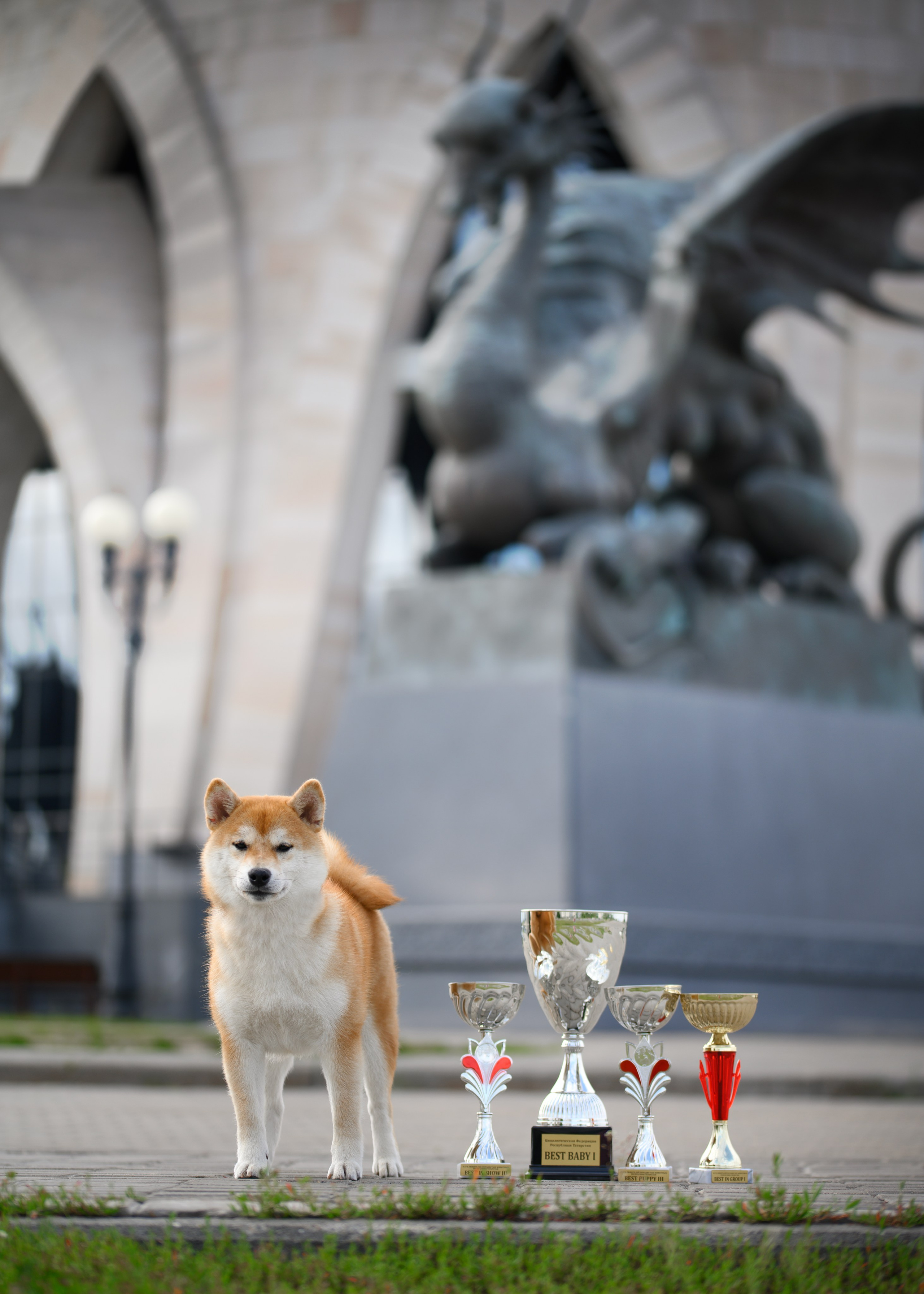 Собаки. FASHION ФОТОГРАФ КАЗАНЬ