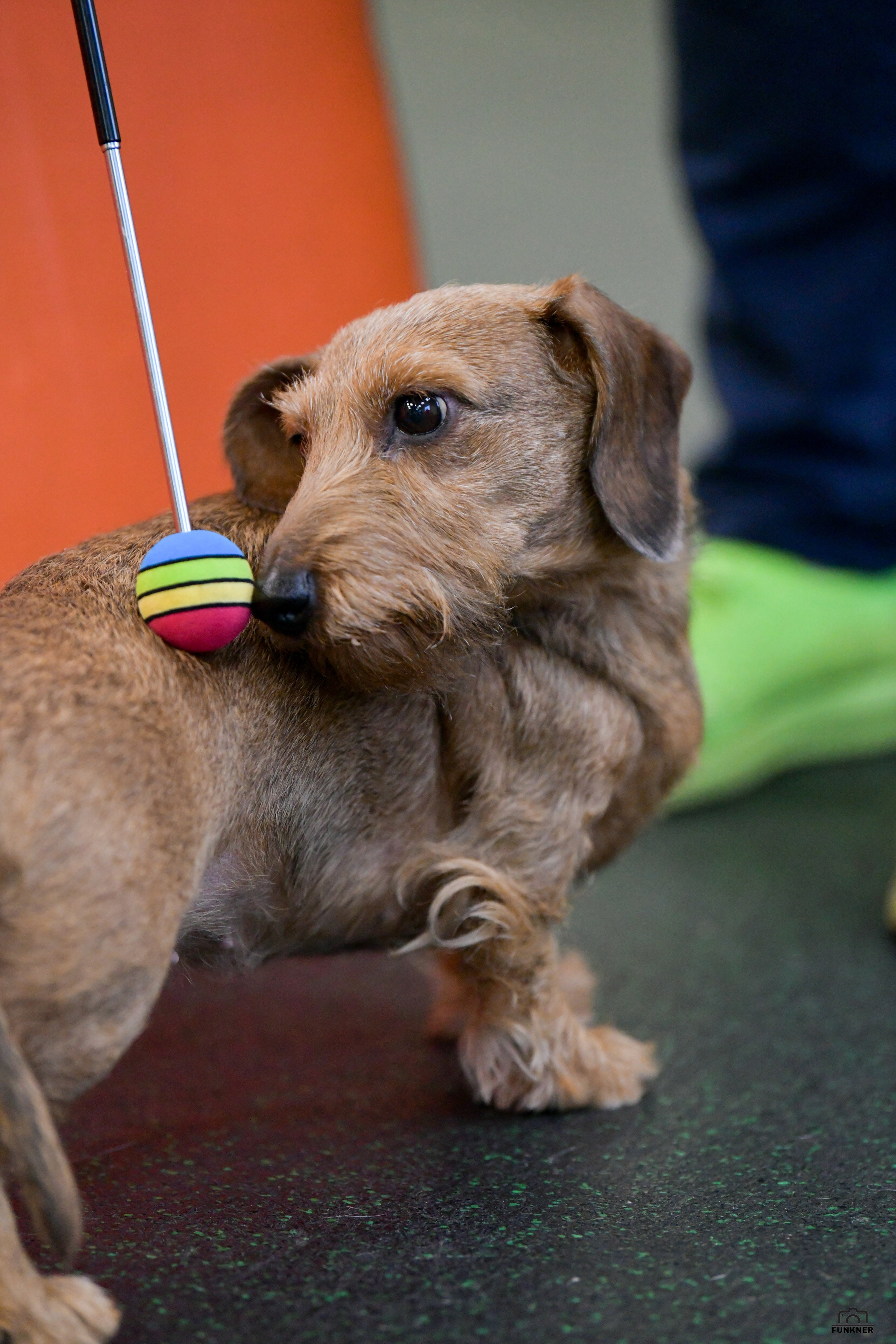 Кинологический клуб «Бодрый хвост». Свой взгляд через объектив