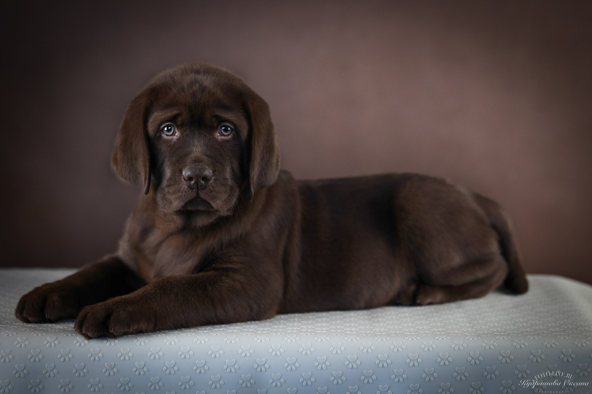 Лабрадоры. Фотограф 📸 анималист, предметный, репортажный