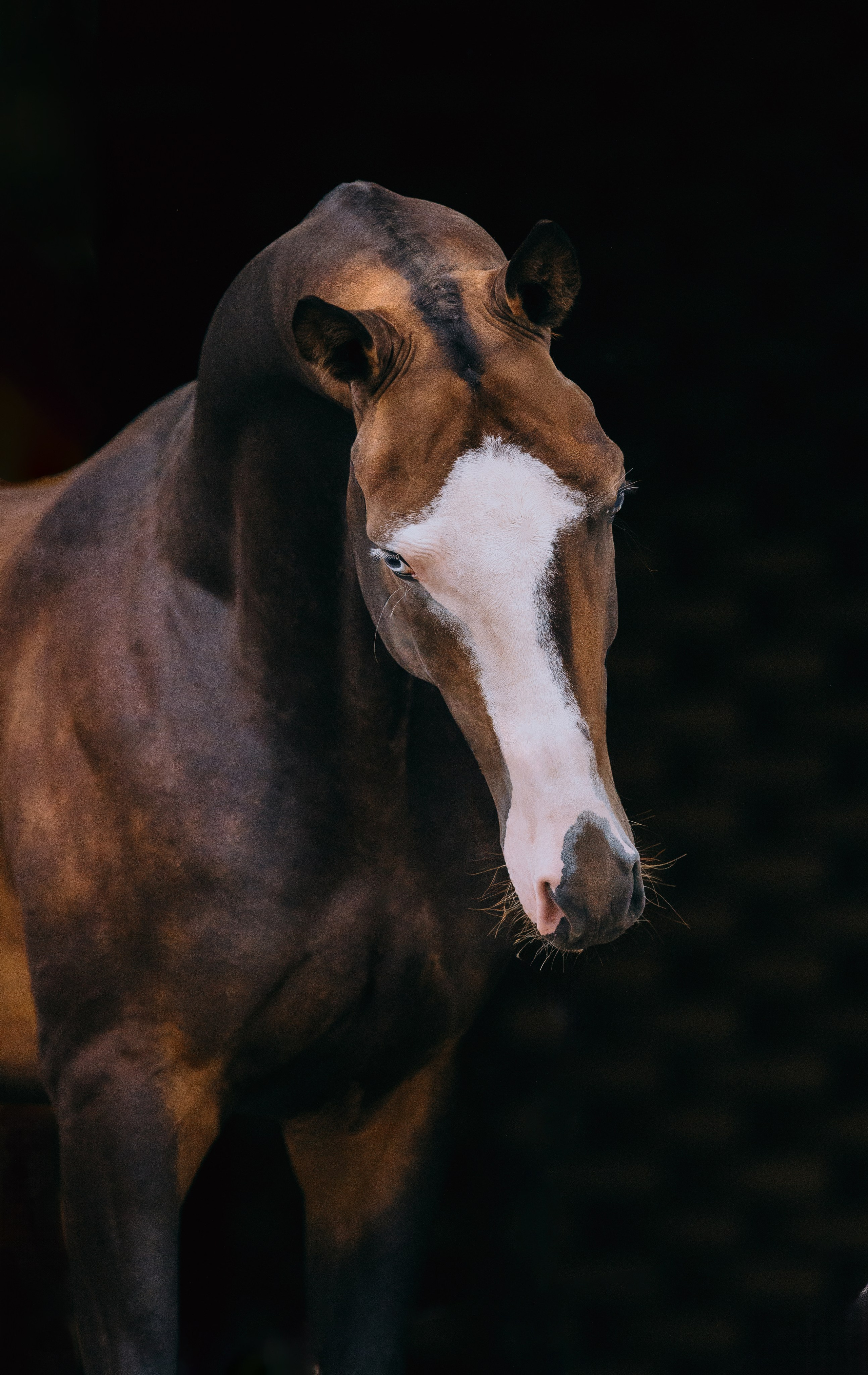 На черном фоне. Фотограф-анималист Ксендзова Кристина