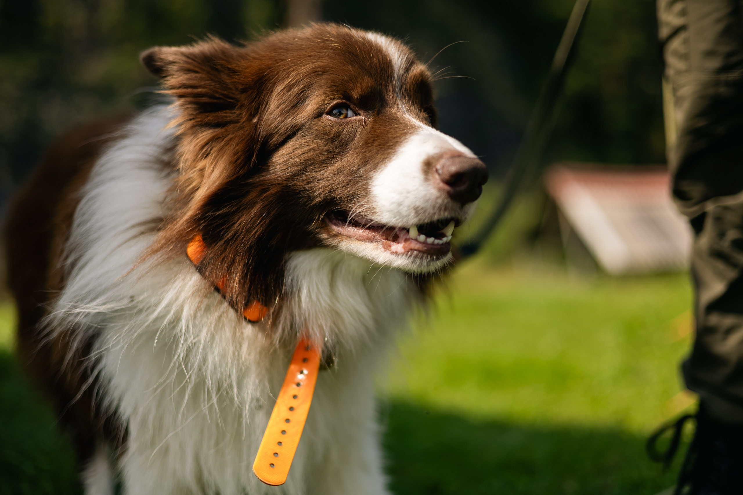 VI ОТКРЫТЫЕ КИНОЛОГИЧЕСКИЕ СОРЕВНОВАНИЯ. ЧЕЛЯБИНСКАЯ ОБЛАСТЬ 2025. Репортажный фотограф Наталья Лапцевич