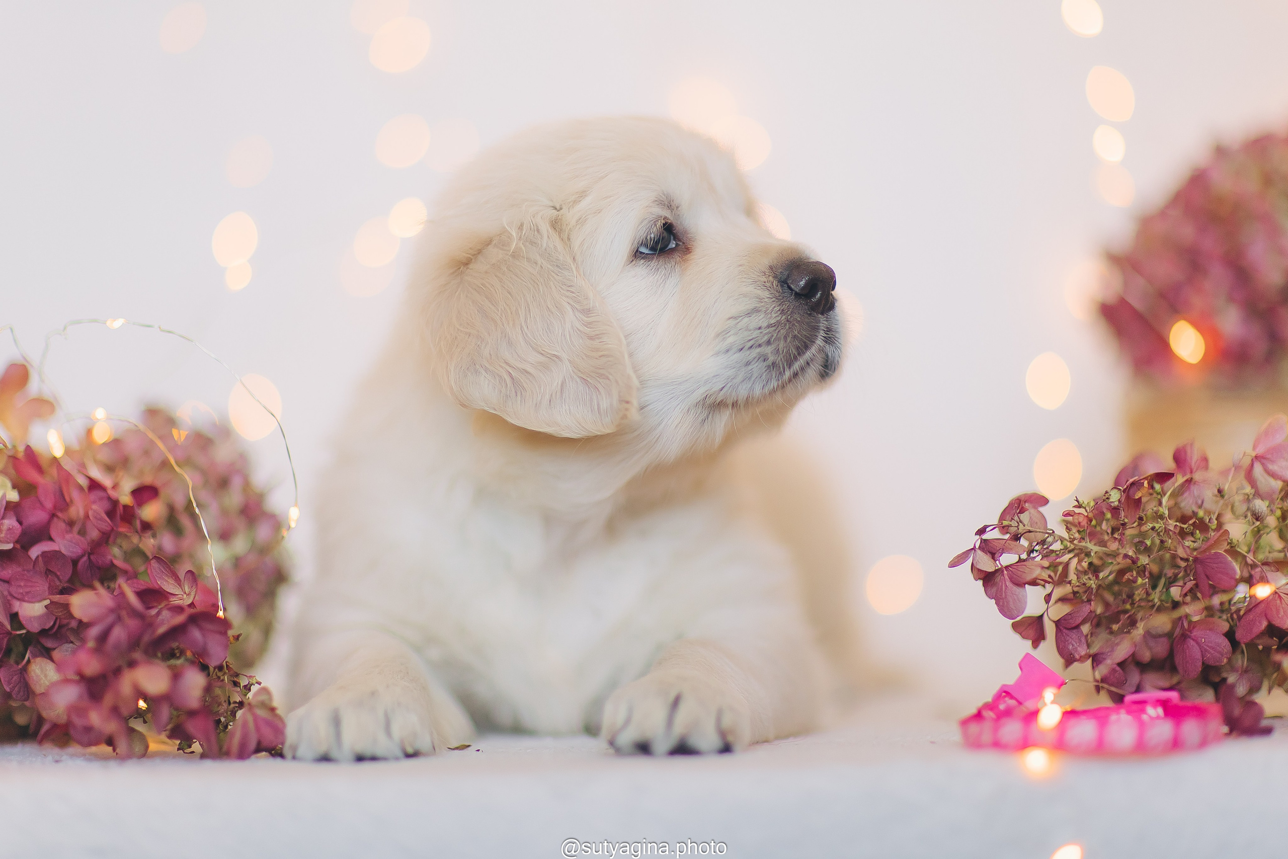 Розовый ошейник. Свадебный и женский фотограф