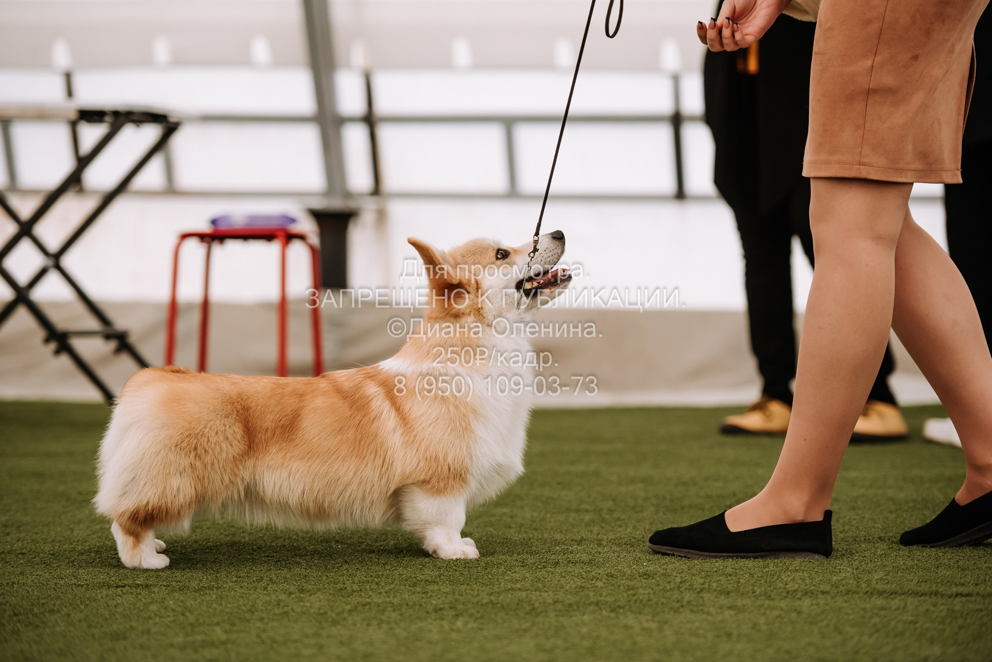 Выставка собак Красноярск 2.06. Фотограф Диана Оленина Красноярск / Братск