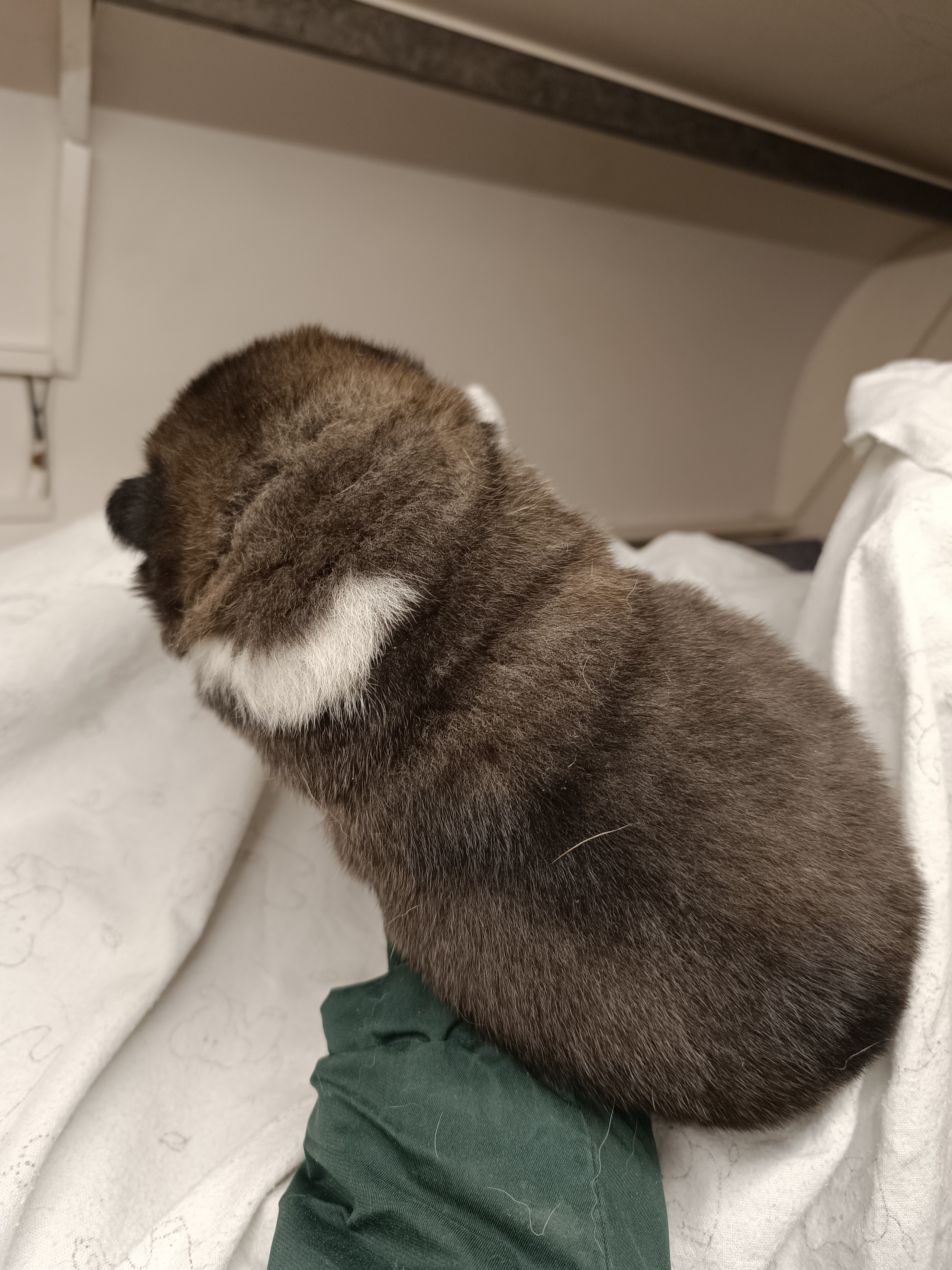 Американская акита  щенки питомник Санкт-Петербург клубные щенки Американская акита питомник RUBYLIGHT Рубилайт купить щенка американской акиты