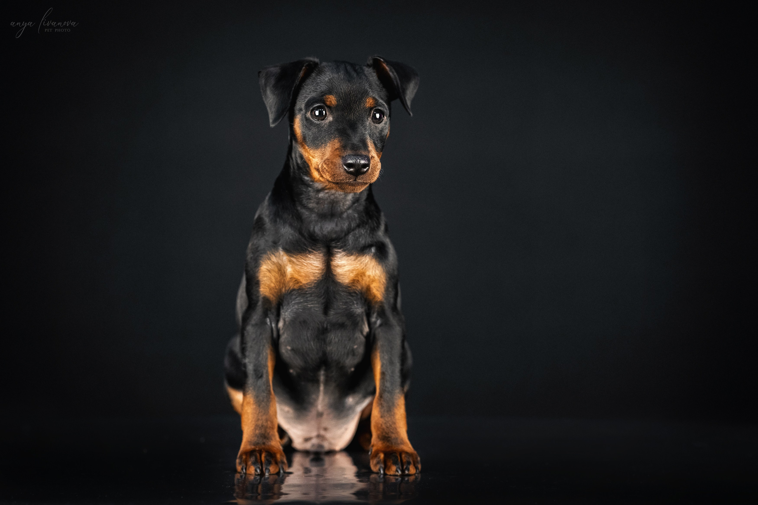 Пинчерята. Фотограф анималист Аня Ливанова | Рыбинск