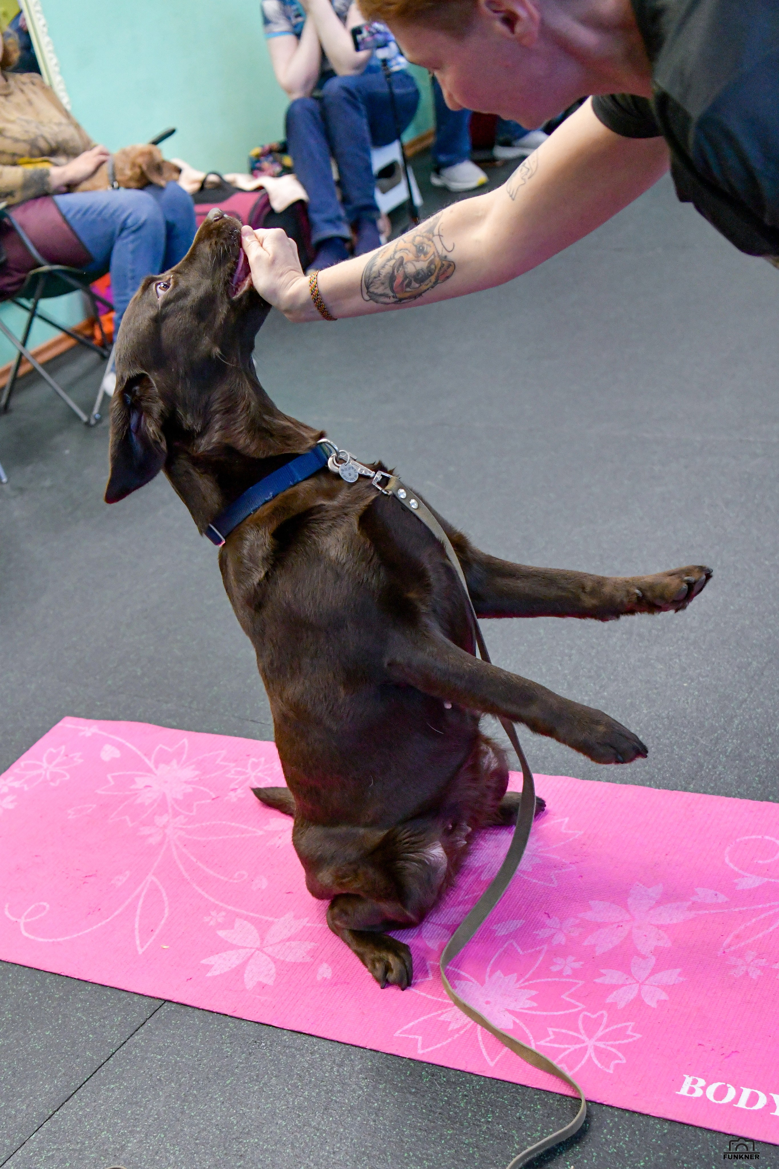 Кинологический клуб «Бодрый хвост». Свой взгляд через объектив