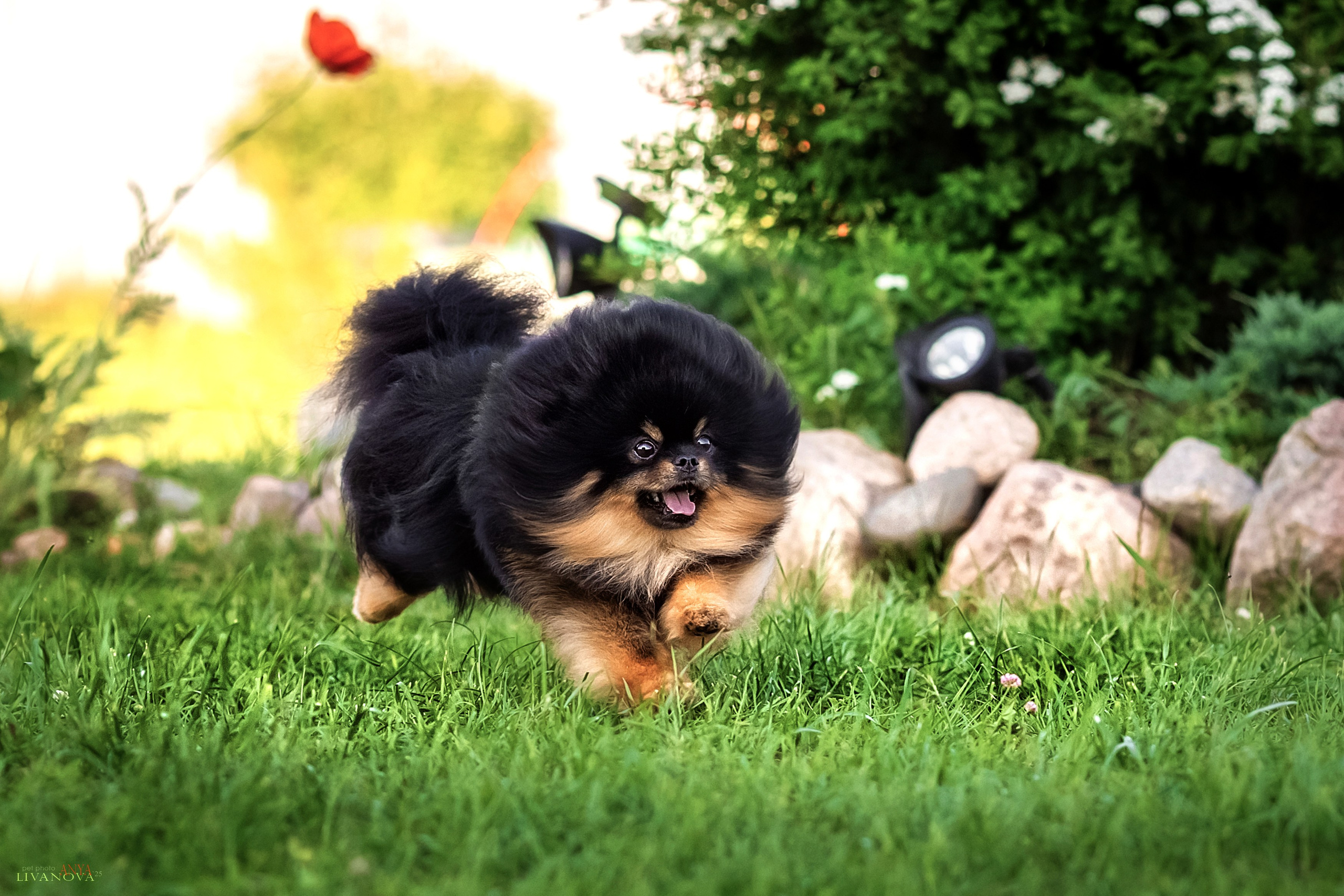 Шпицы. Фотограф анималист Аня Ливанова | Рыбинск