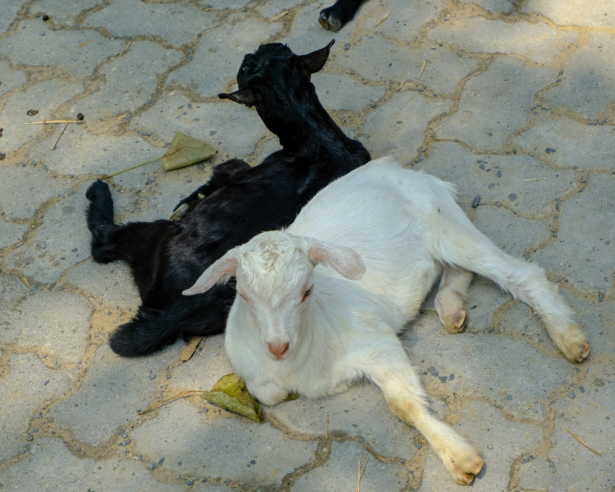 Ассам и Казиранга. Фотографии из путешествий