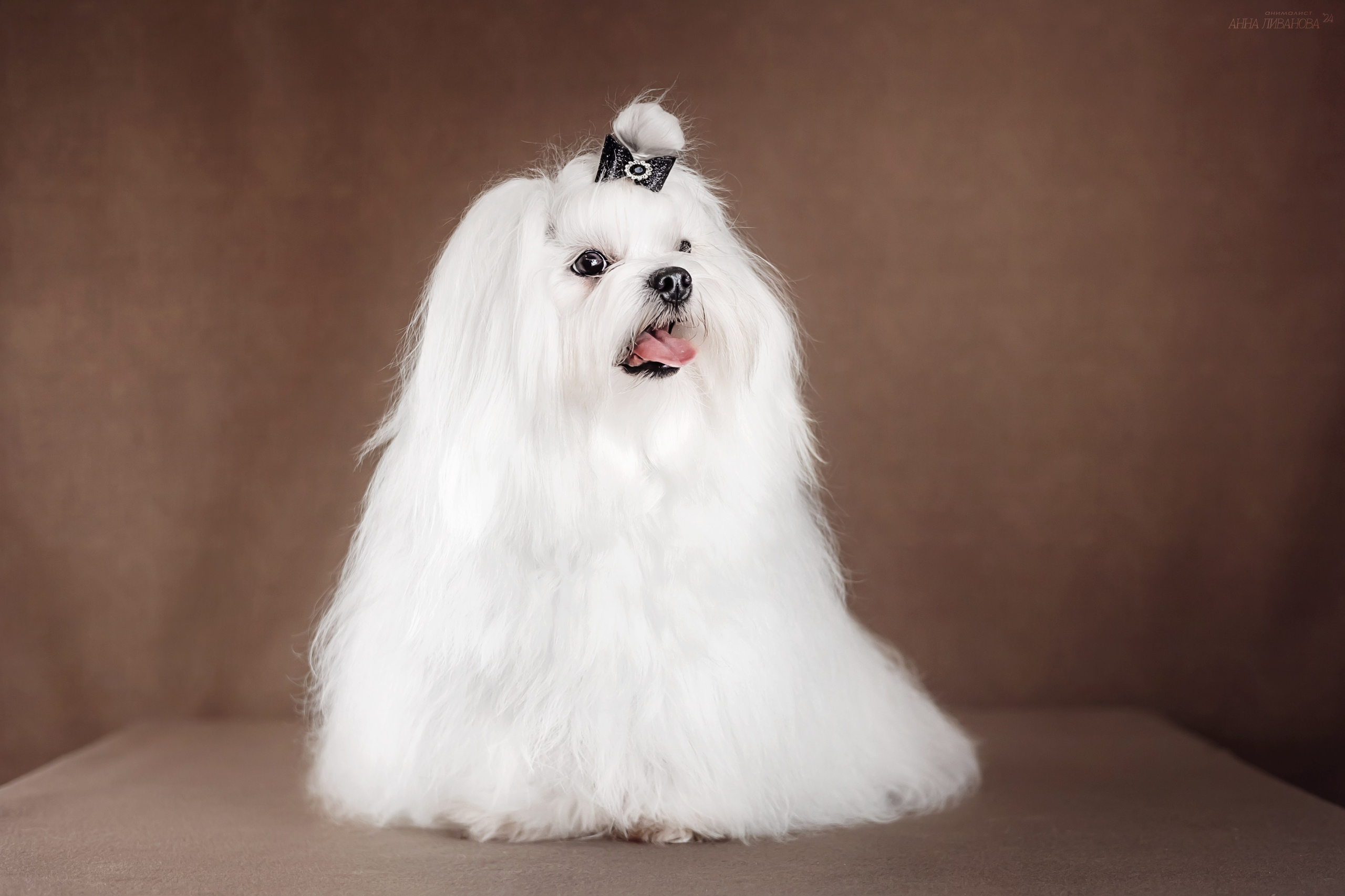 Мальтезе. Фотограф анималист Аня Ливанова | Рыбинск
