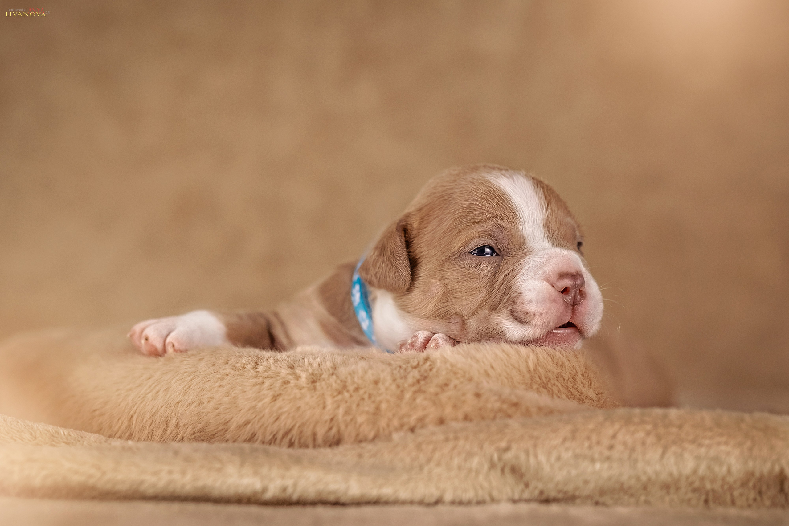 Амбулли. Фотограф анималист Аня Ливанова | Рыбинск