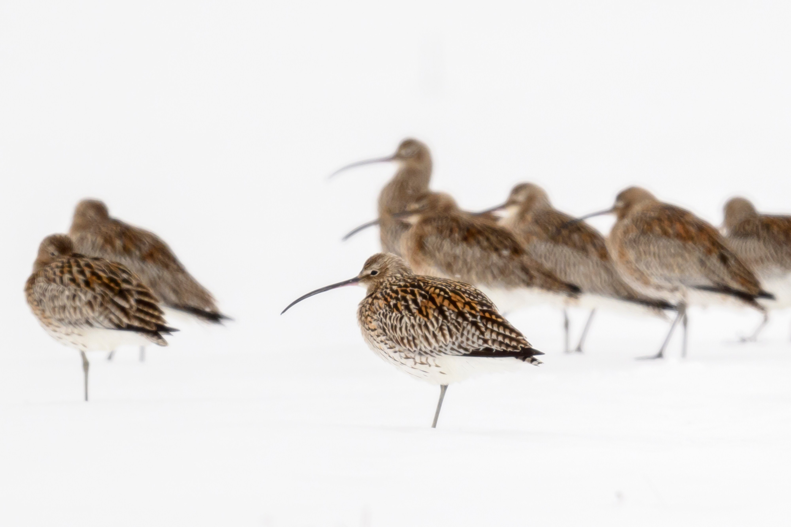 Большой кроншнеп. Фотограф Сергей Пупонин