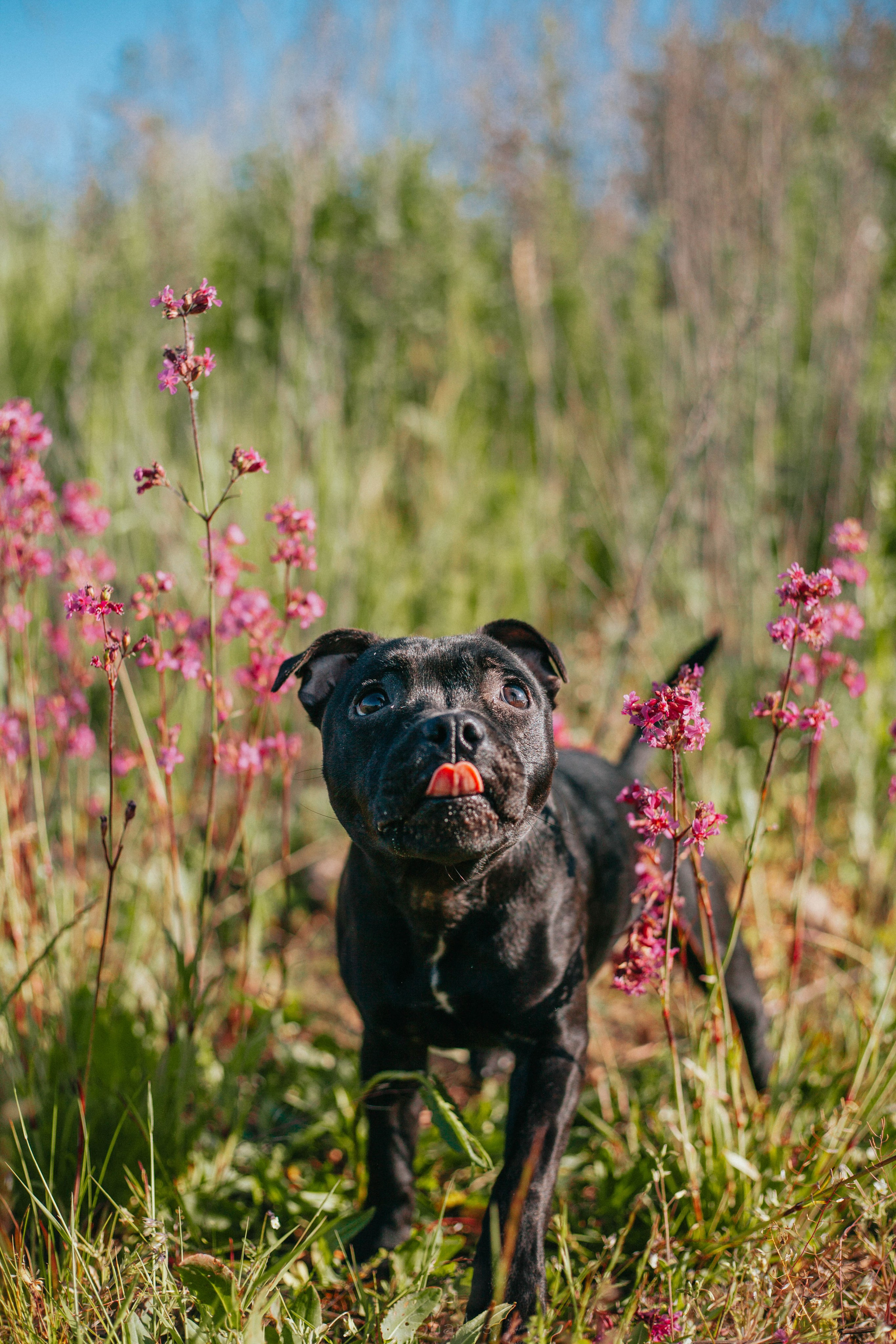 Тсахик. BLGKV питомник собак