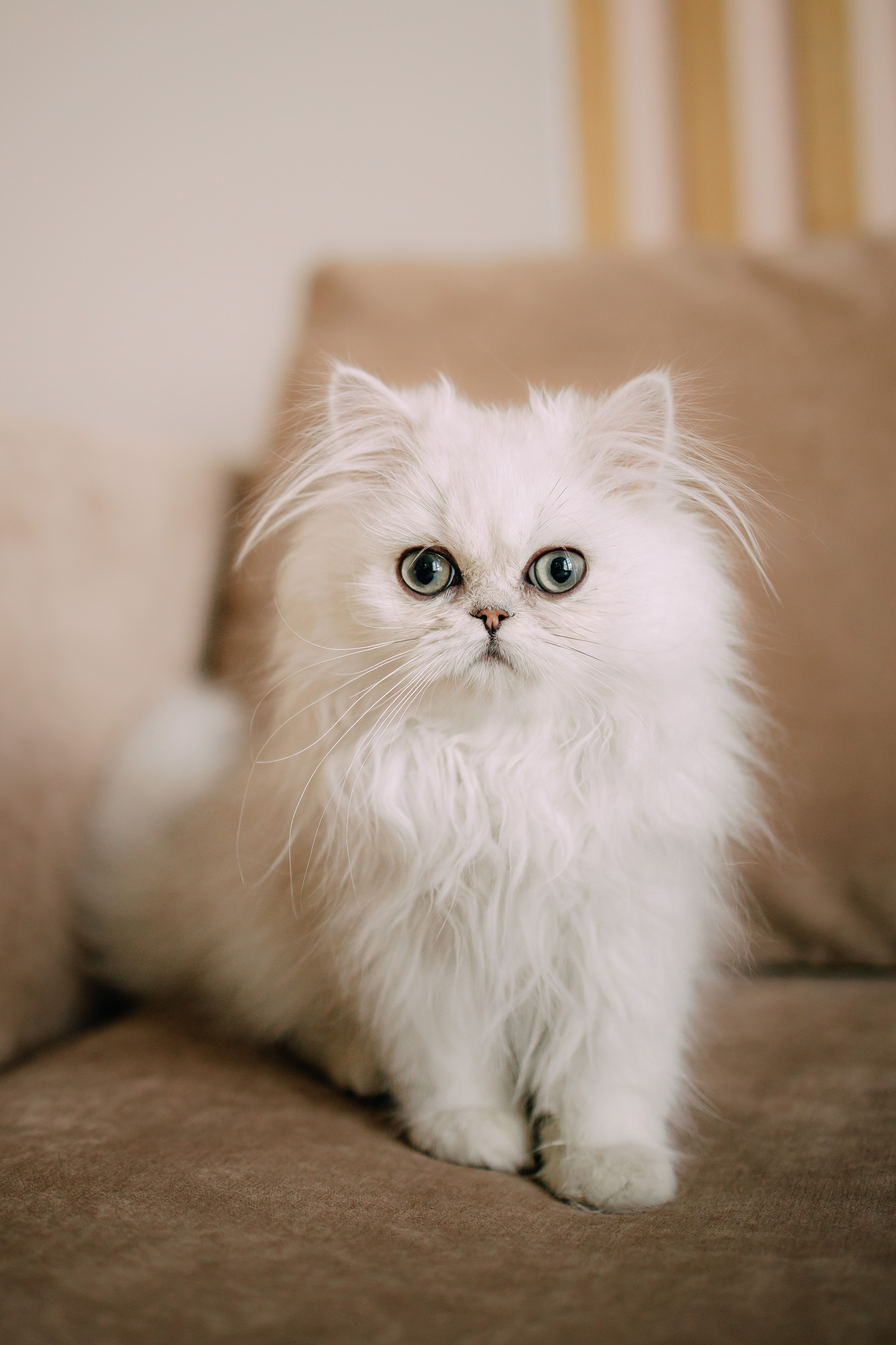 Султан, Мэй Мэй и Шанталь и их семья