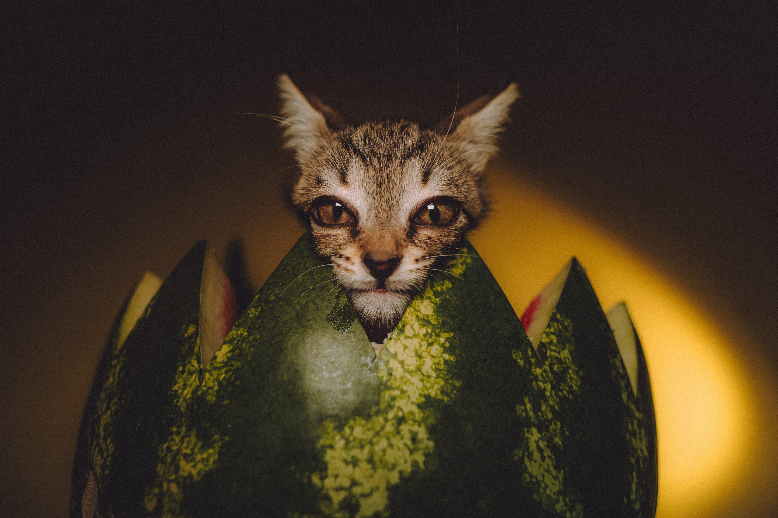 Сирена и арбуз