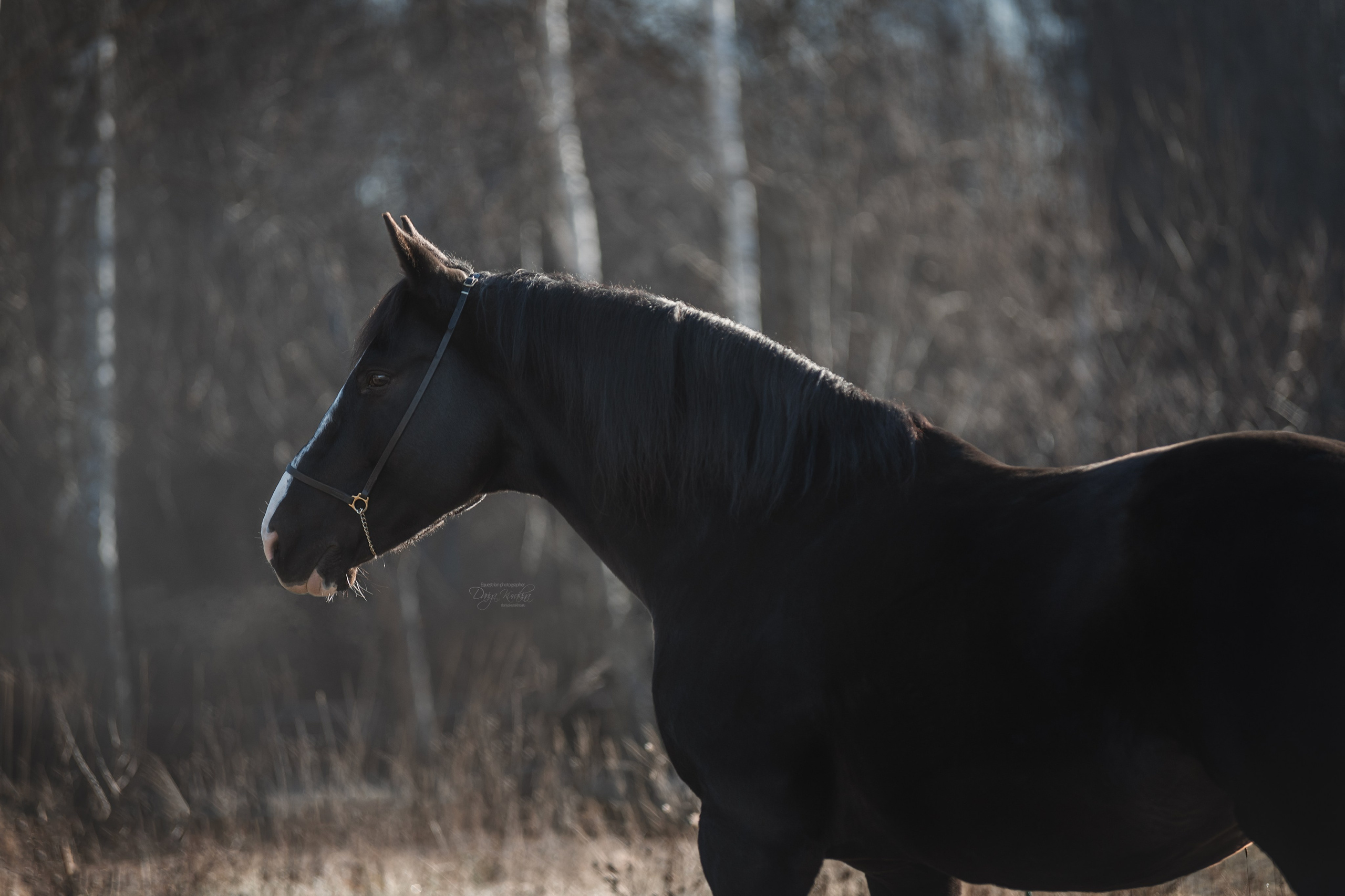 Komardins. Конный фотограф Куракина Дарья • Фотосессии с лошадьми