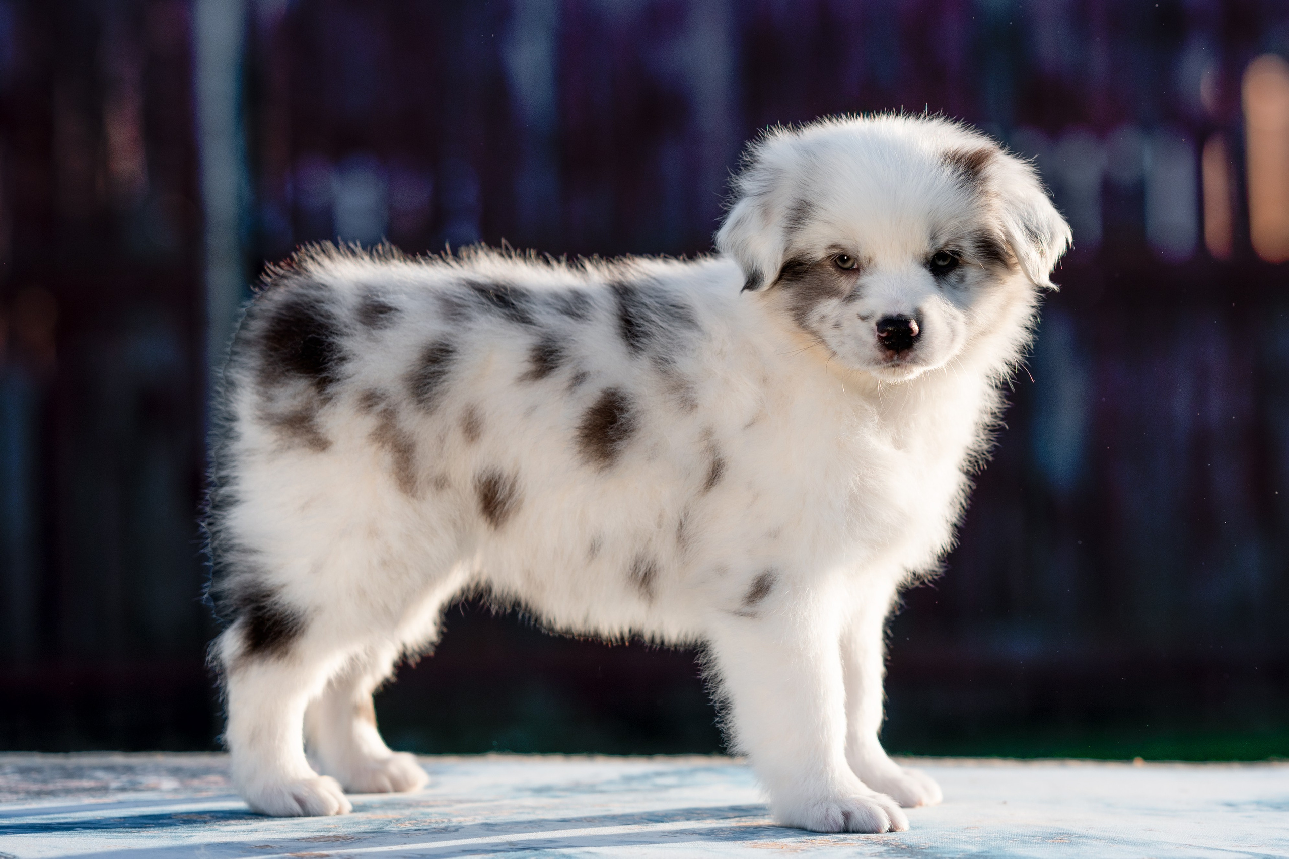 Заводчик Влада Эльман. Творческий фотограф Вологда