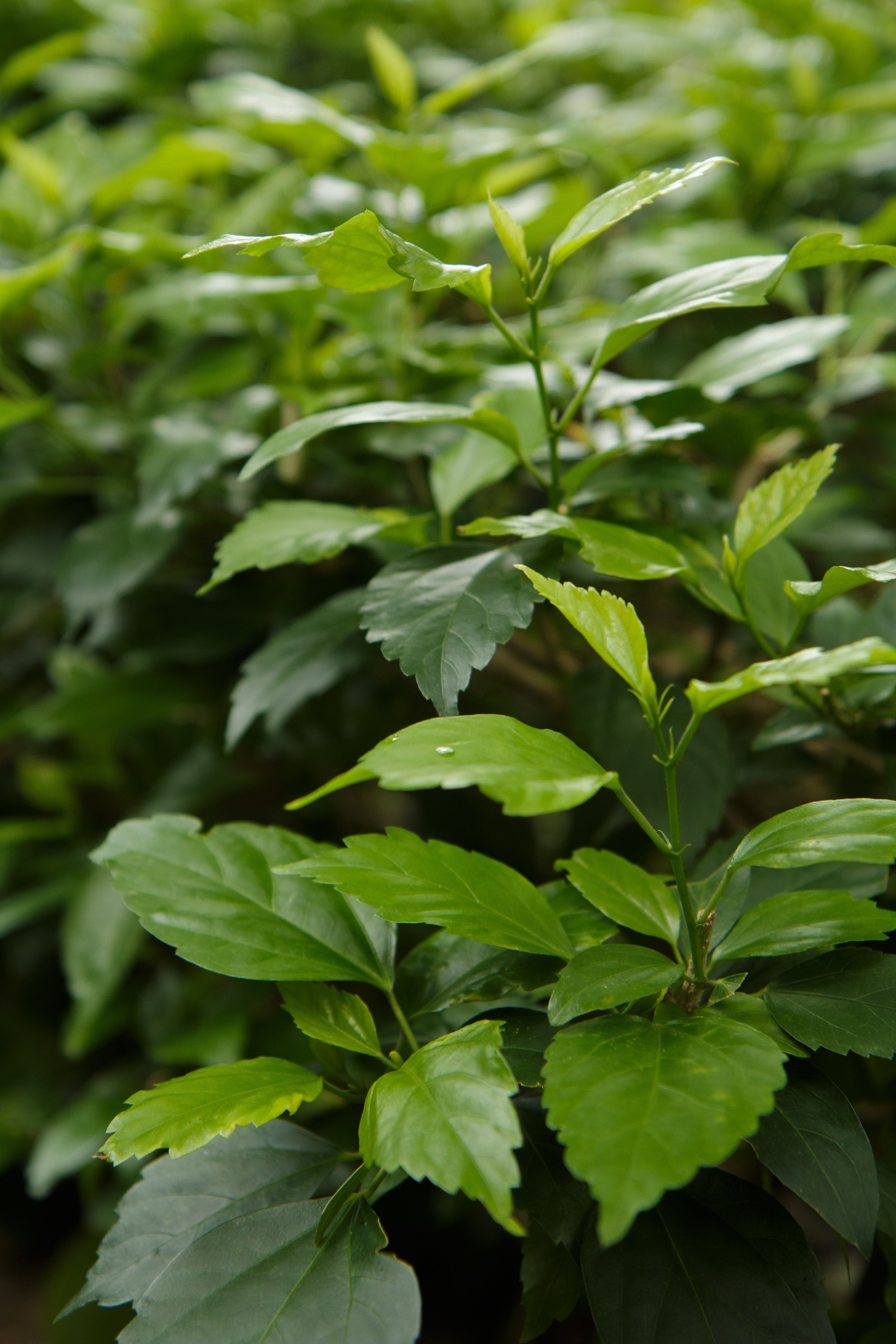 Вьетнам. Фотограф Диана Иремадзе