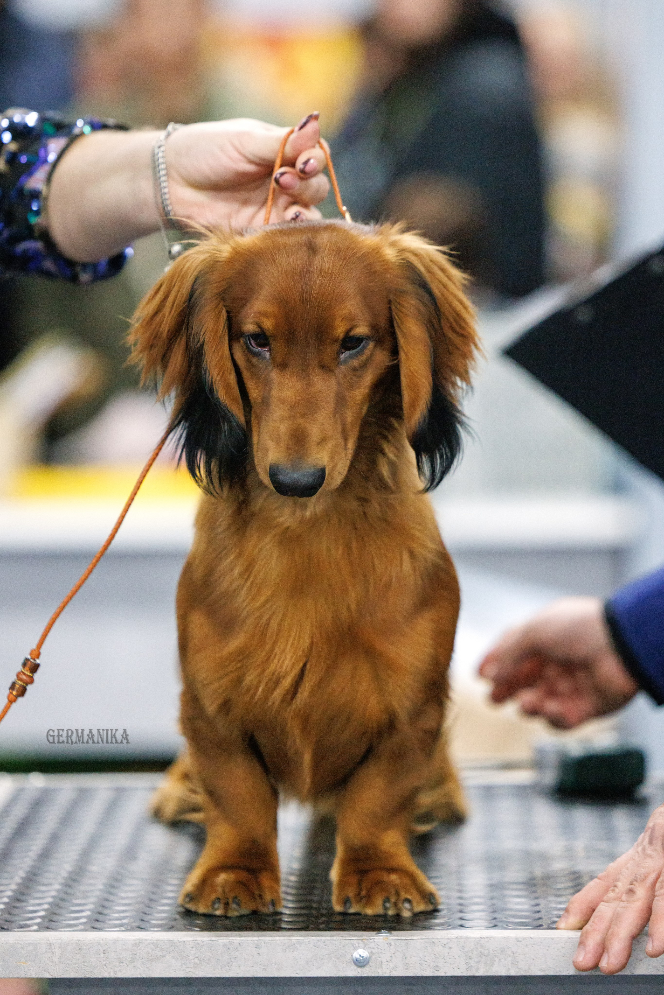 Крокус 10.02,Сфера 11.02.2024