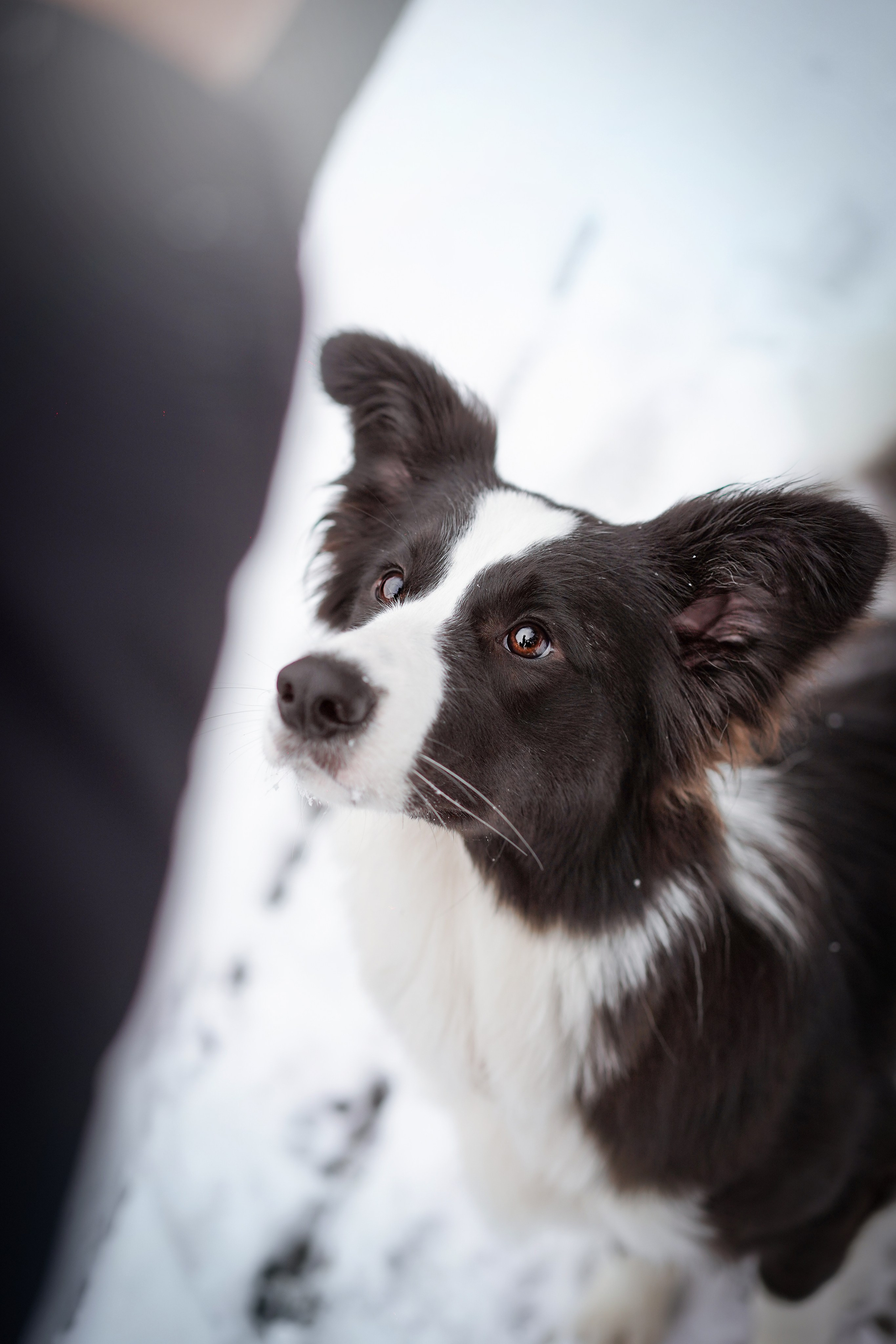 Юлия и Груша. Фотограф-анималист в Санкт-Петербурге Яна Мартынова