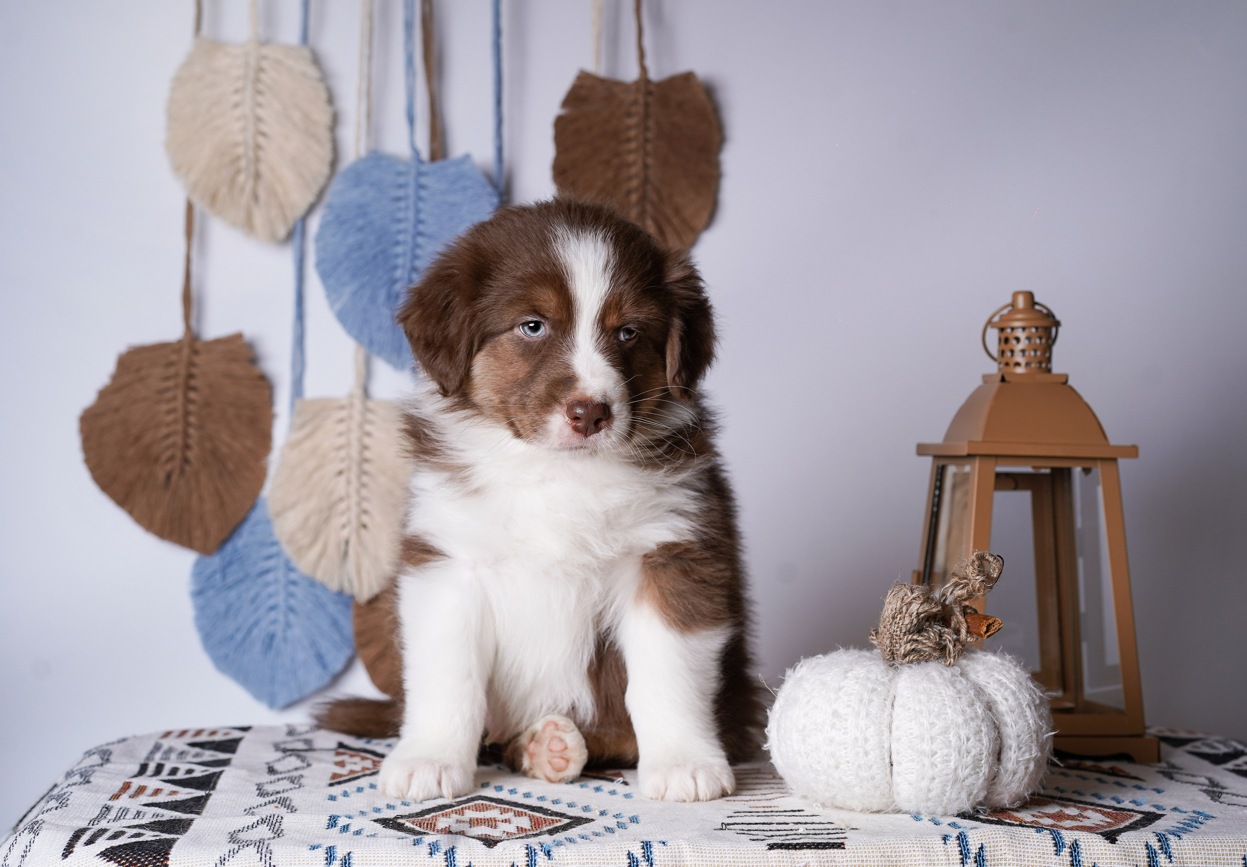 Щенки аусси. Фотограф-анималист в Санкт-Петербурге Яна Мартынова