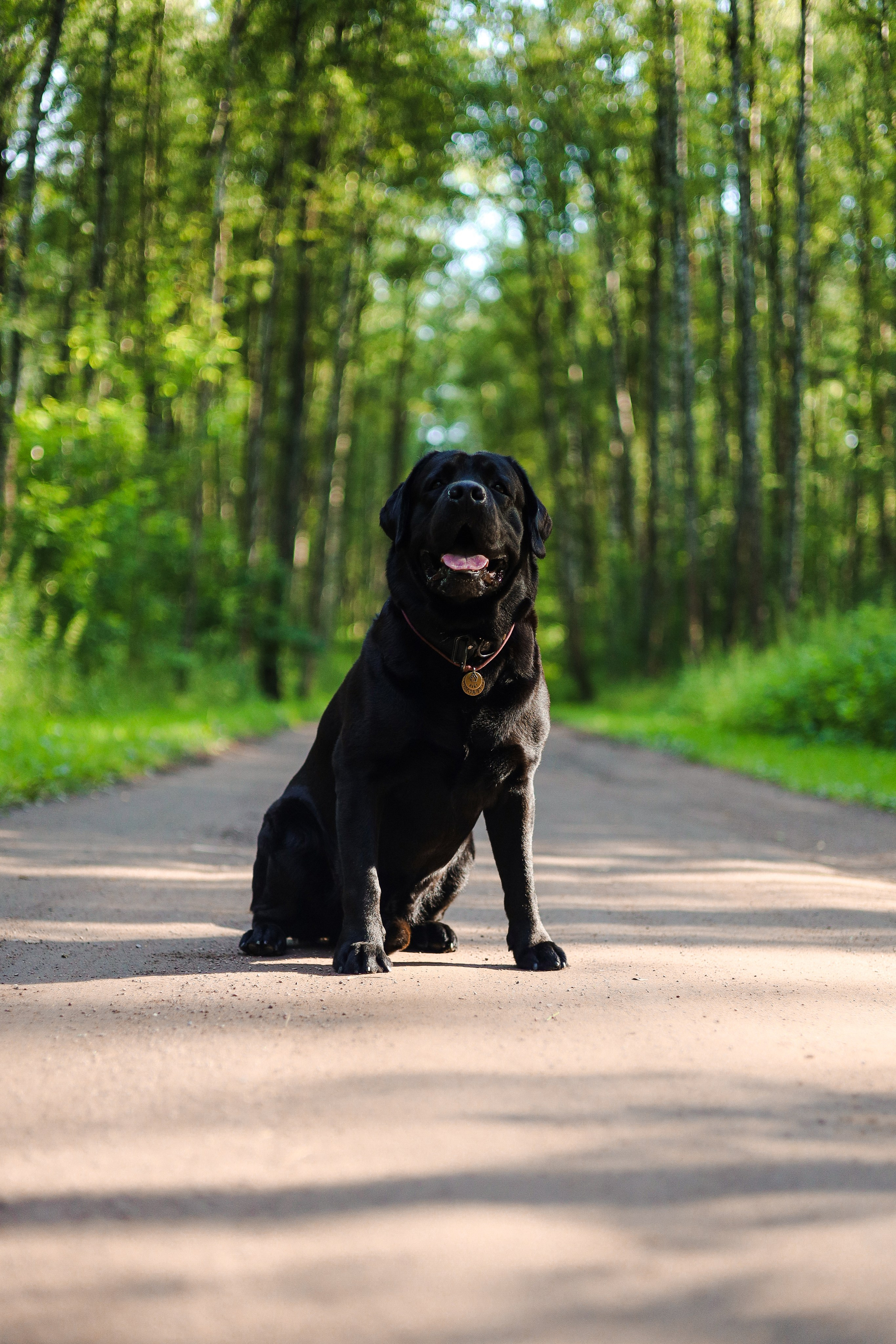 Найт и Соня. Фотограф-анималист Ксения Шевцова|Москва