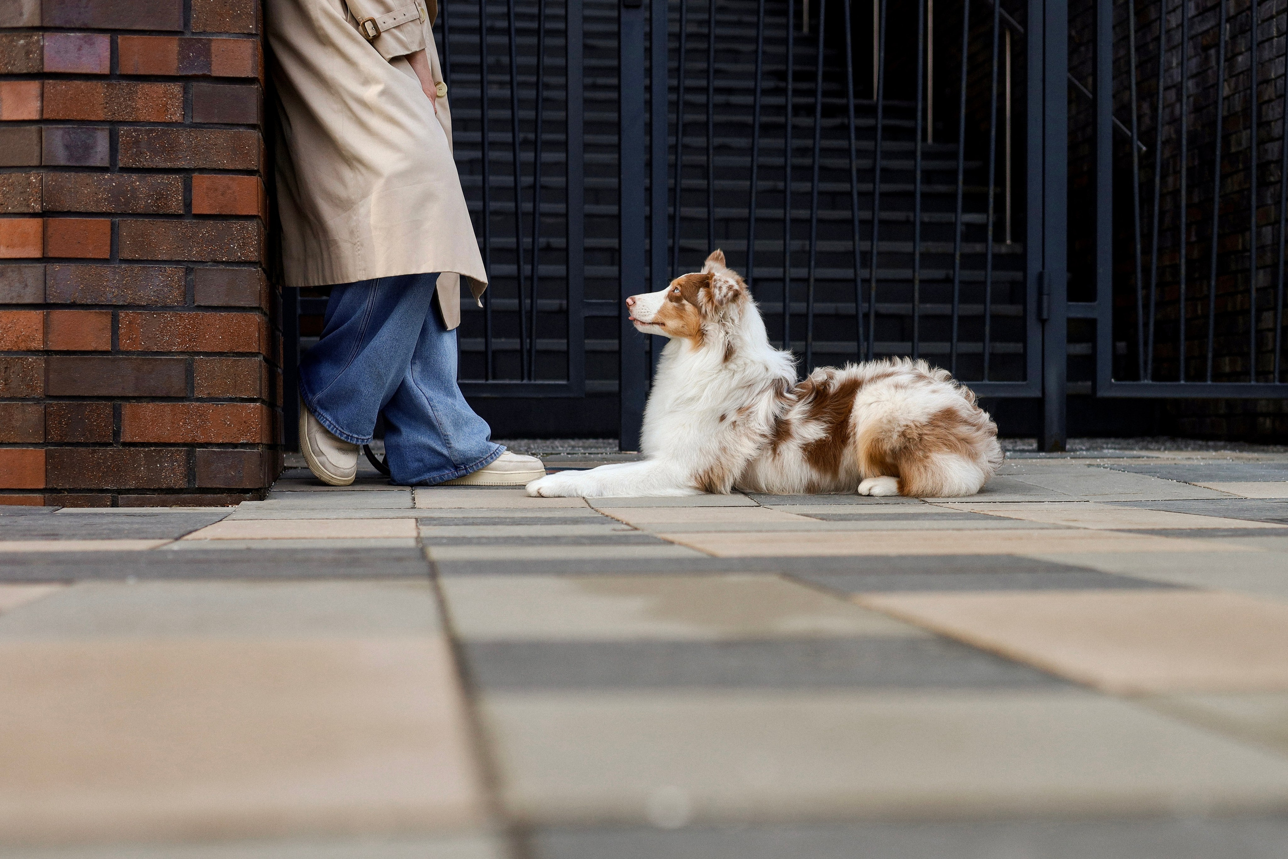 Бри и Яна. Фотограф-анималист Ксения Шевцова|Москва