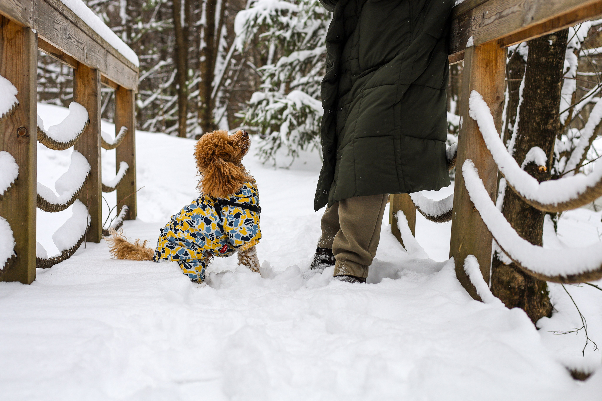 Муд и Леся. Фотограф-анималист Ксения Шевцова|Москва