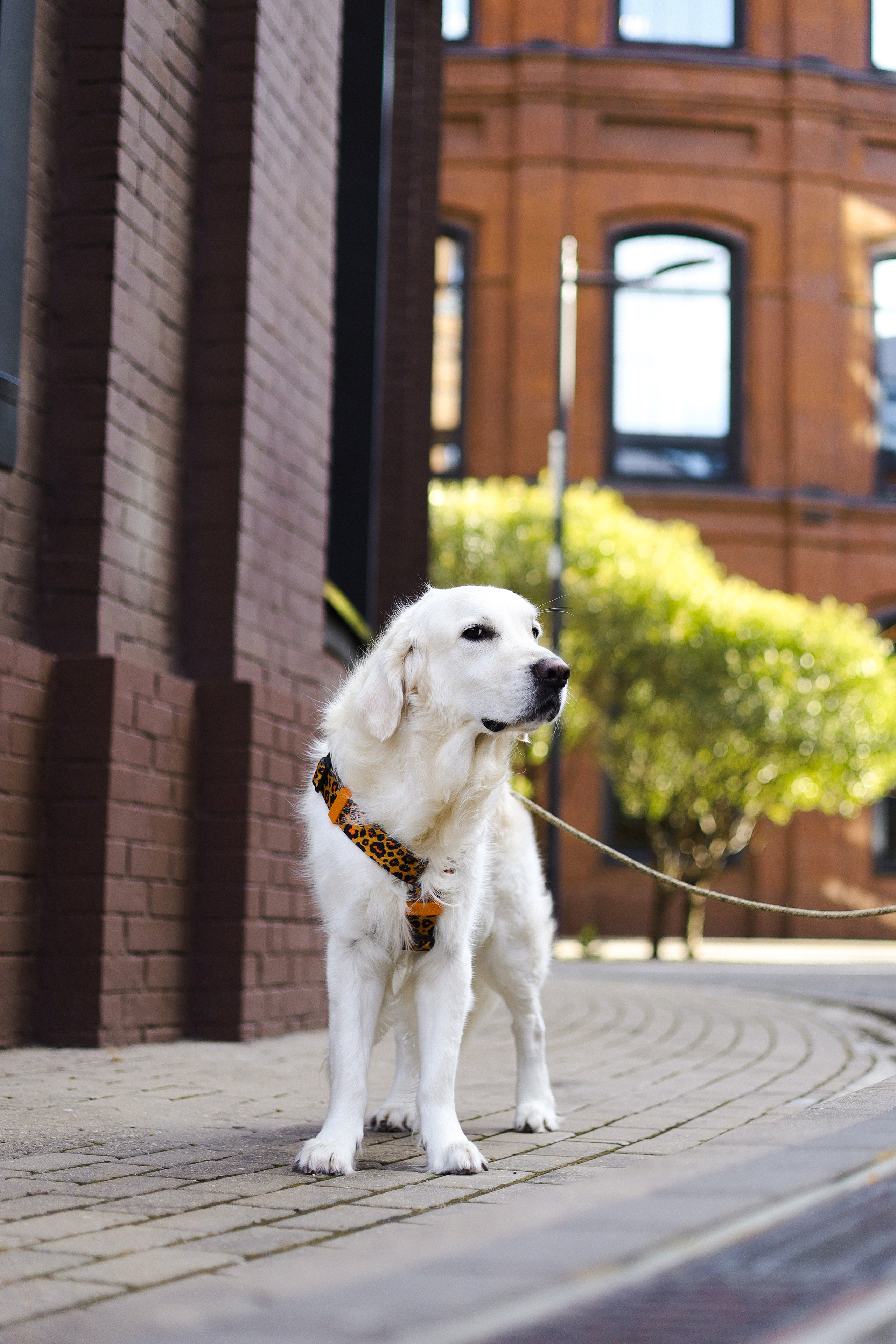 Зиз и Юля. Часть 3. Фотограф-анималист Ксения Шевцова|Москва