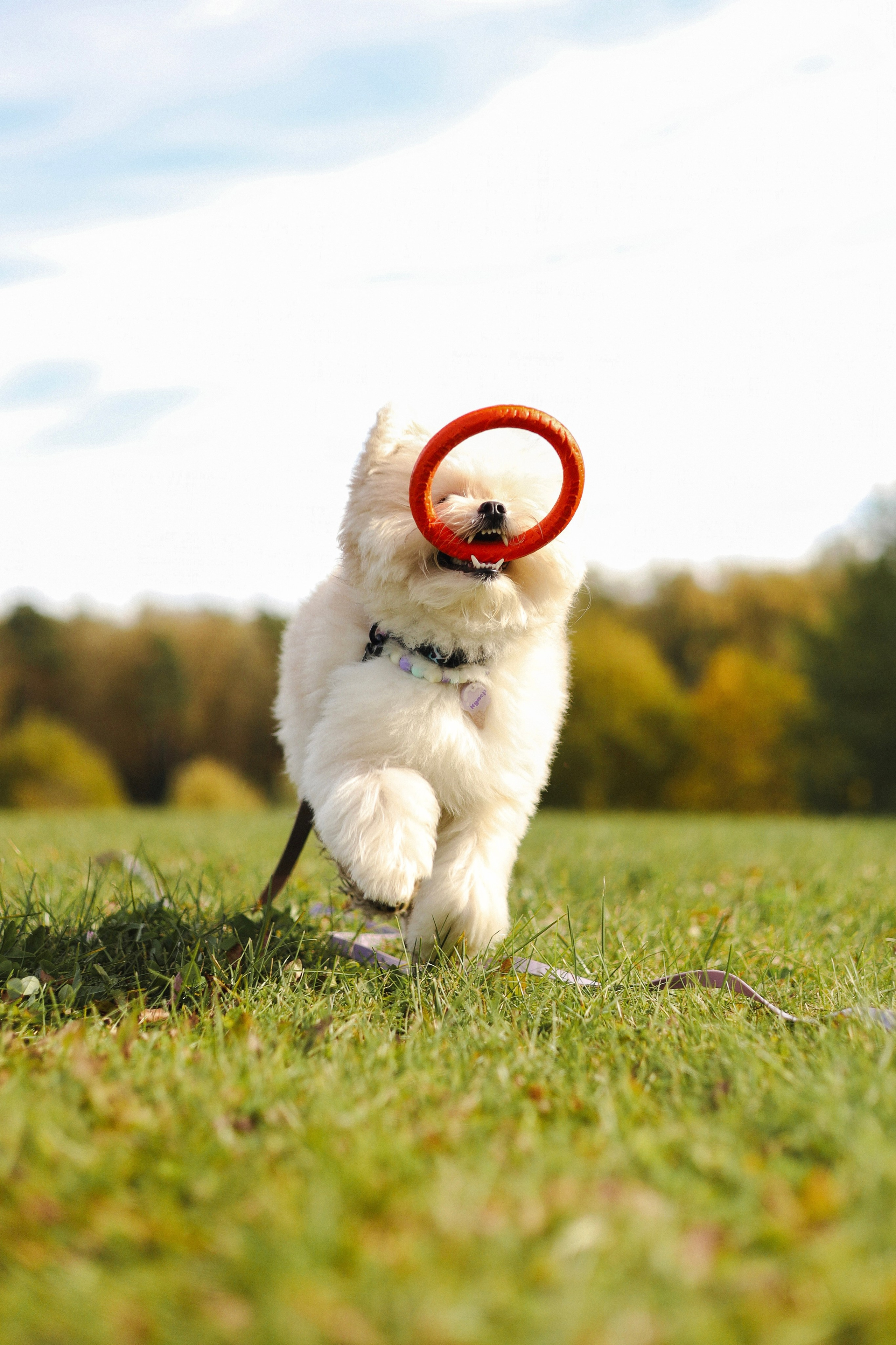 Купер и Надежда. Фотограф-анималист Ксения Шевцова|Москва