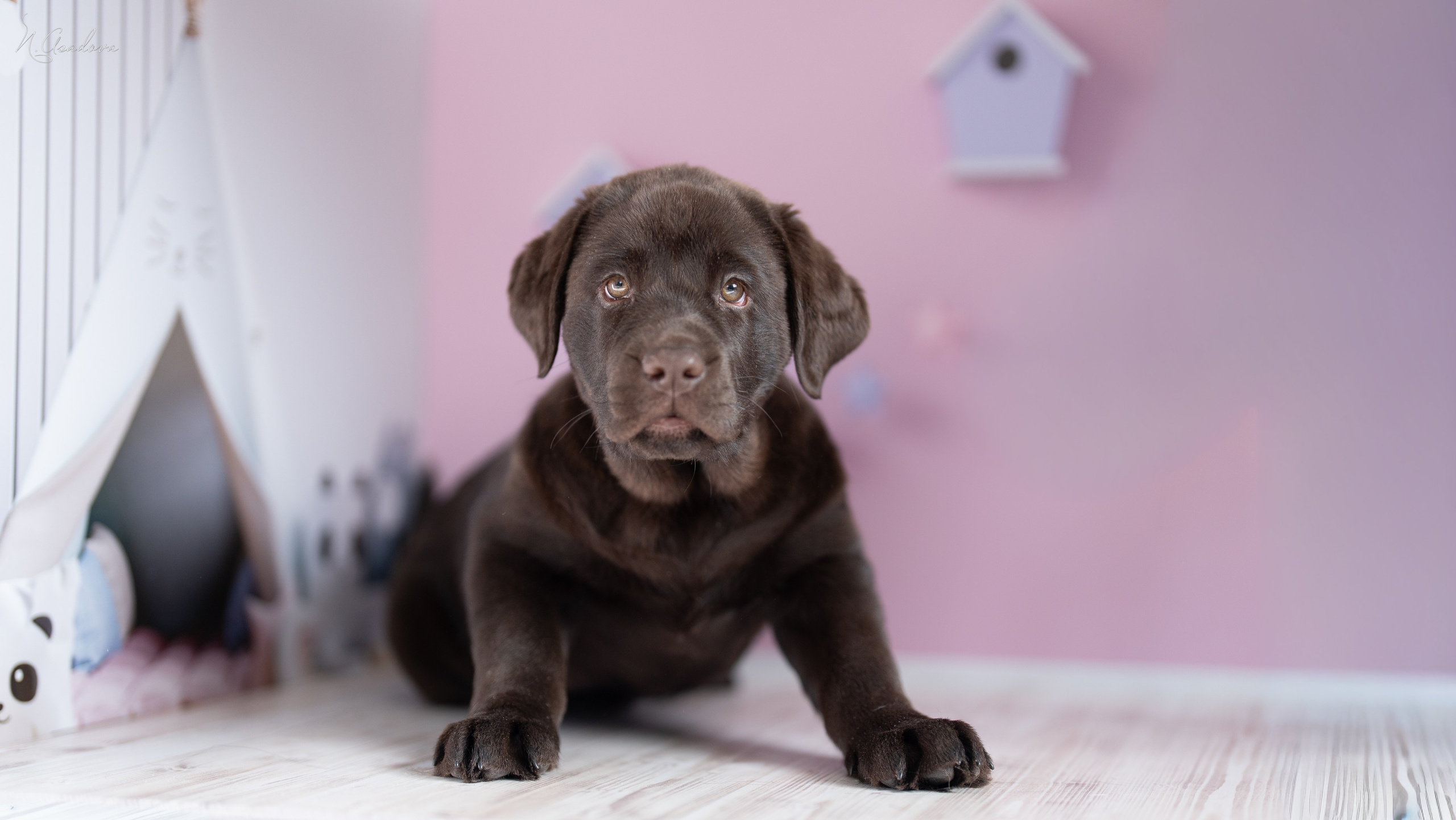 Лабрадор Тейла 2мес. Фотограф-анималист Асадова