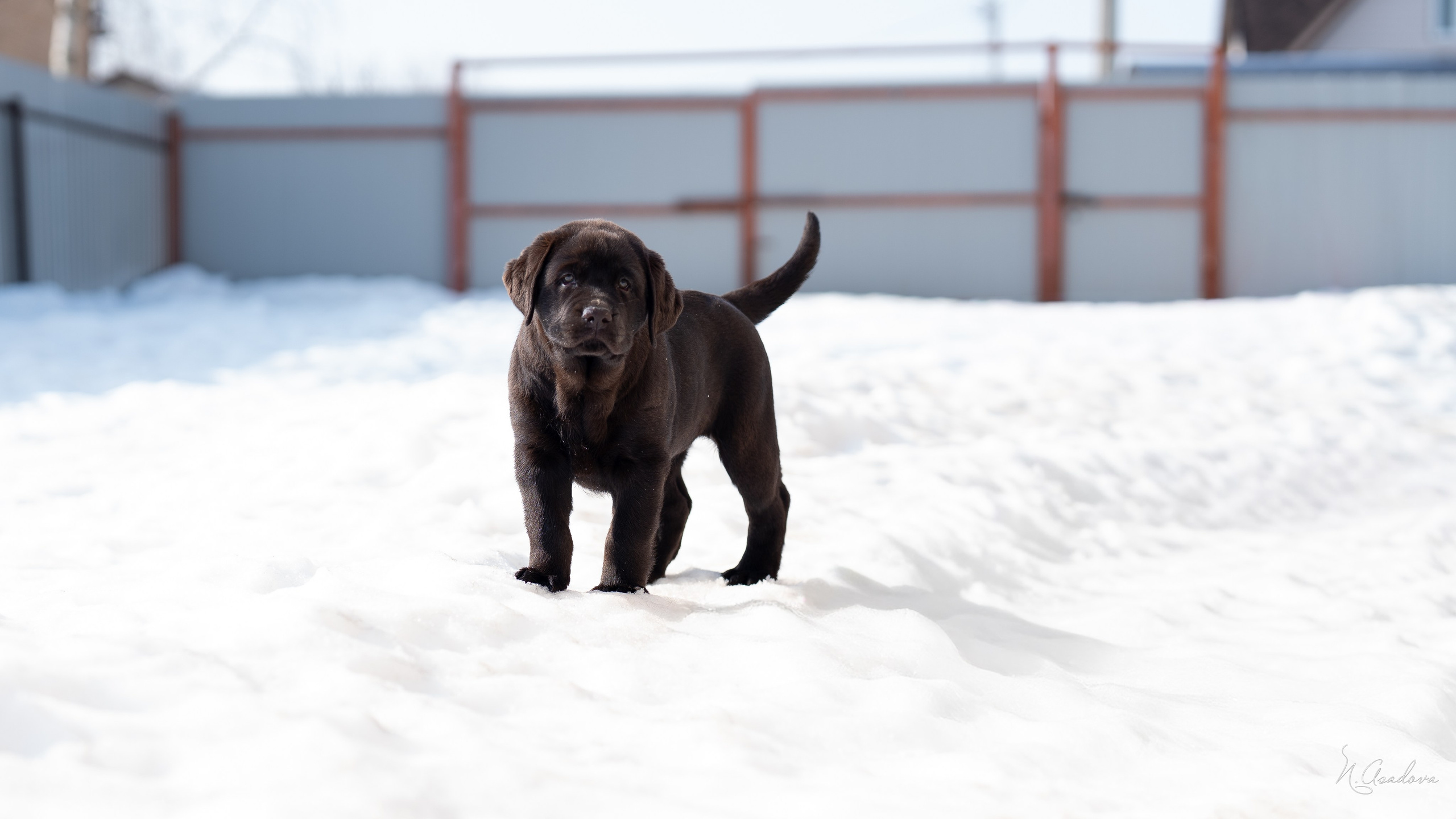 Лабрадор Тейла 2мес. Фотограф-анималист Асадова