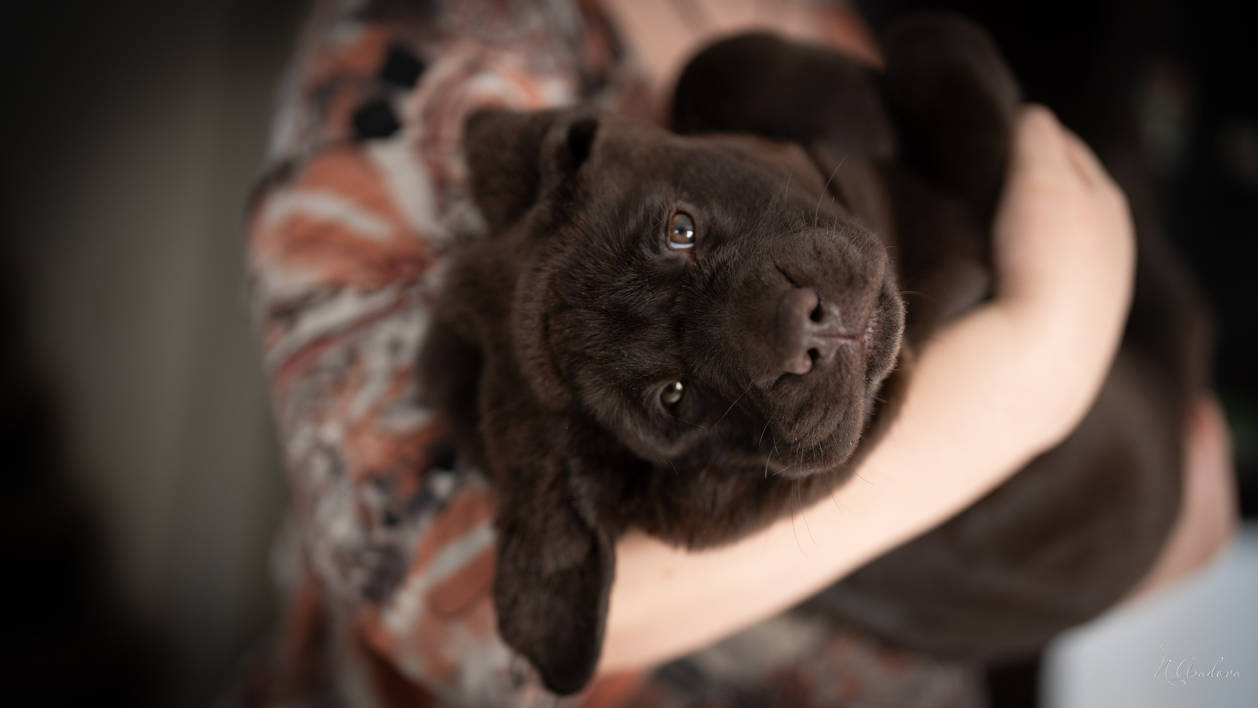 Лабрадор Тейла 2мес. Фотограф-анималист Асадова