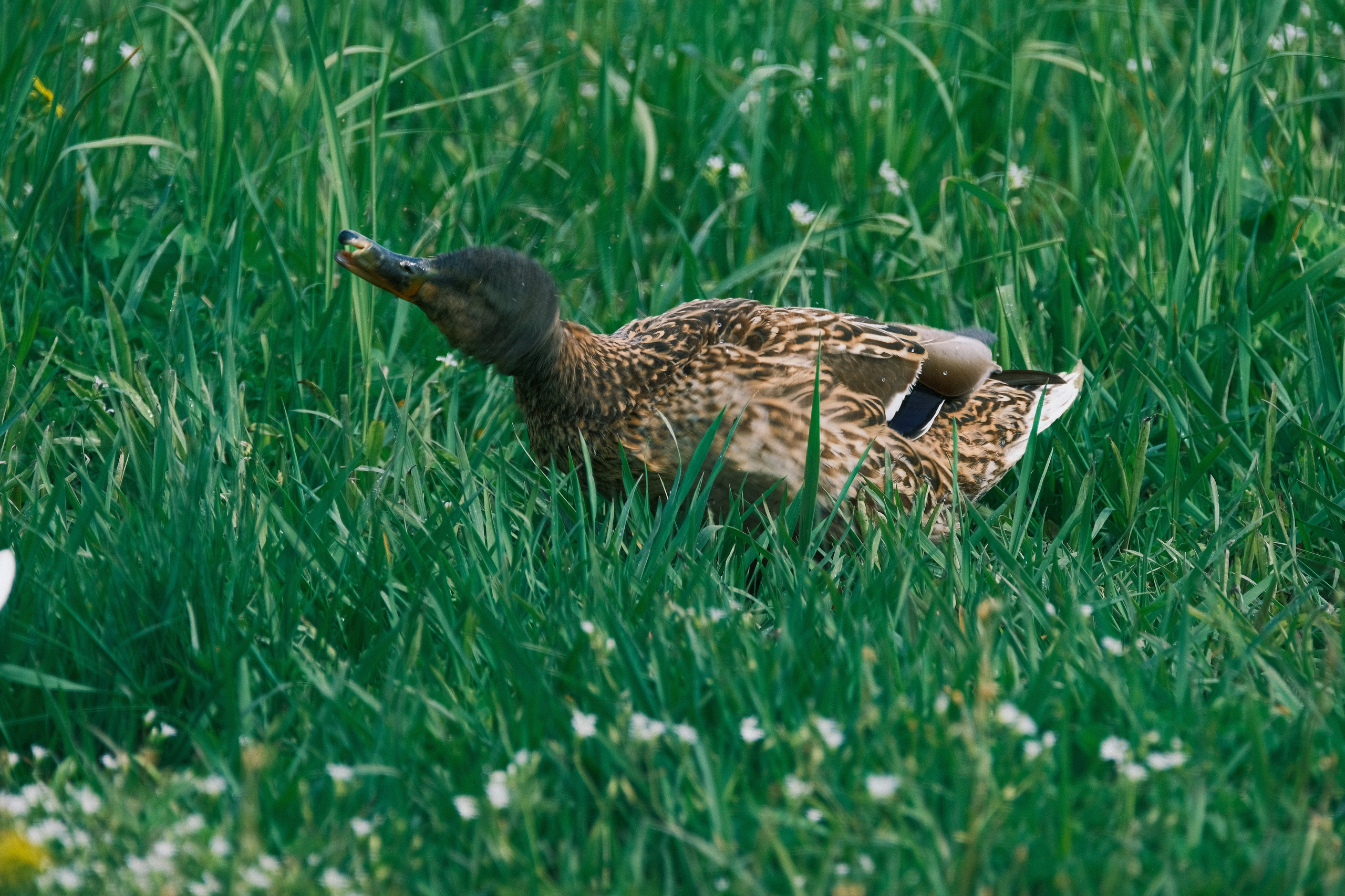 Птицы. Спортивный фотограф в Ростове-на-Дону Сергей Реусин