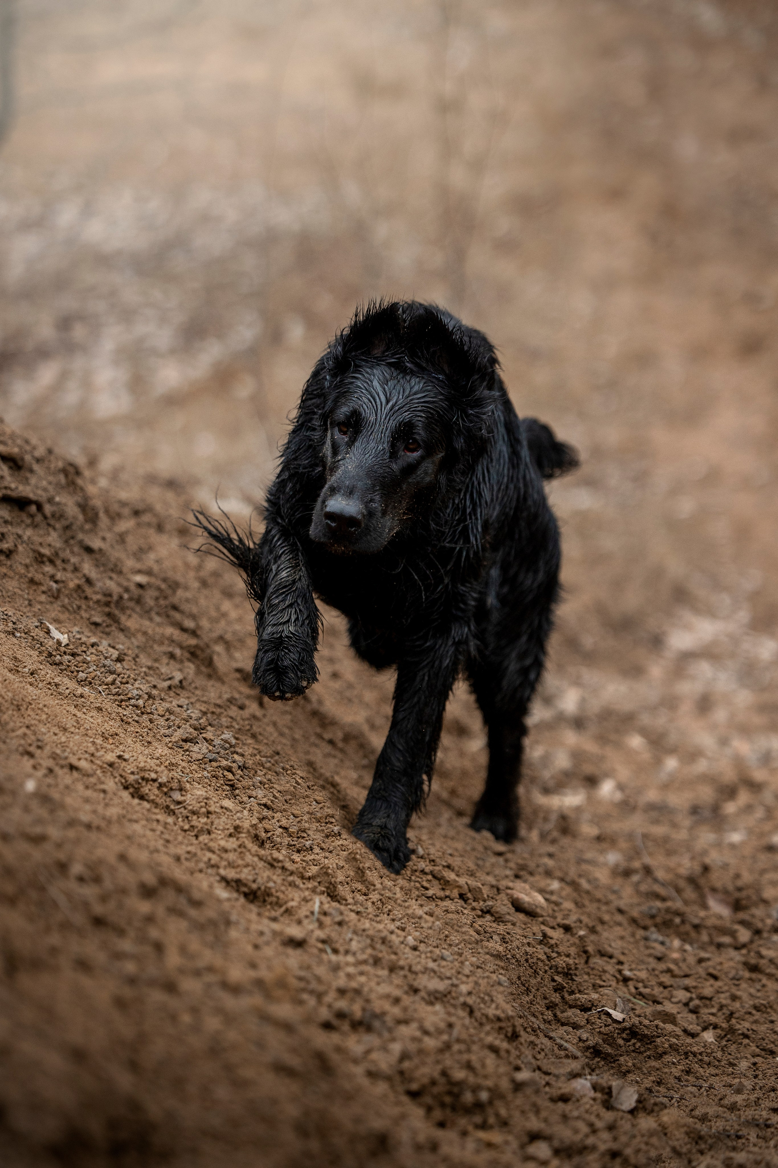 Ора, Ева, Рози и их семья. Фотограф — Анималист | Санкт-Петербург