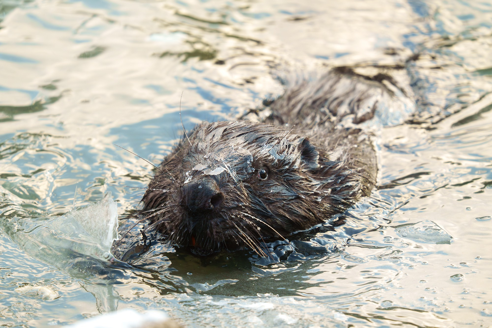 Животные. Ваш личный фотограф Марина Волкова