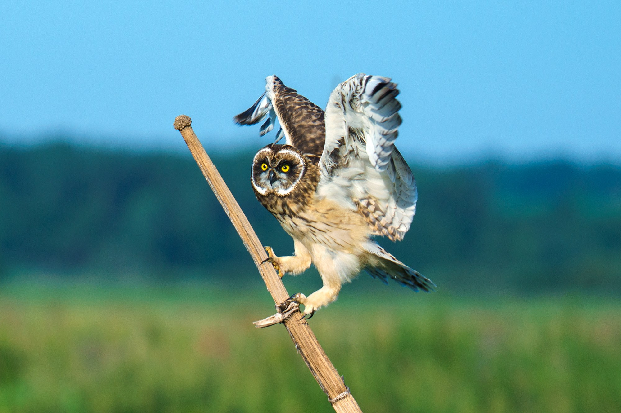 Удивительные мир птиц. Вокруг нас столько прекрасного — присмотритесь!. Ваш личный фотограф Марина Волкова