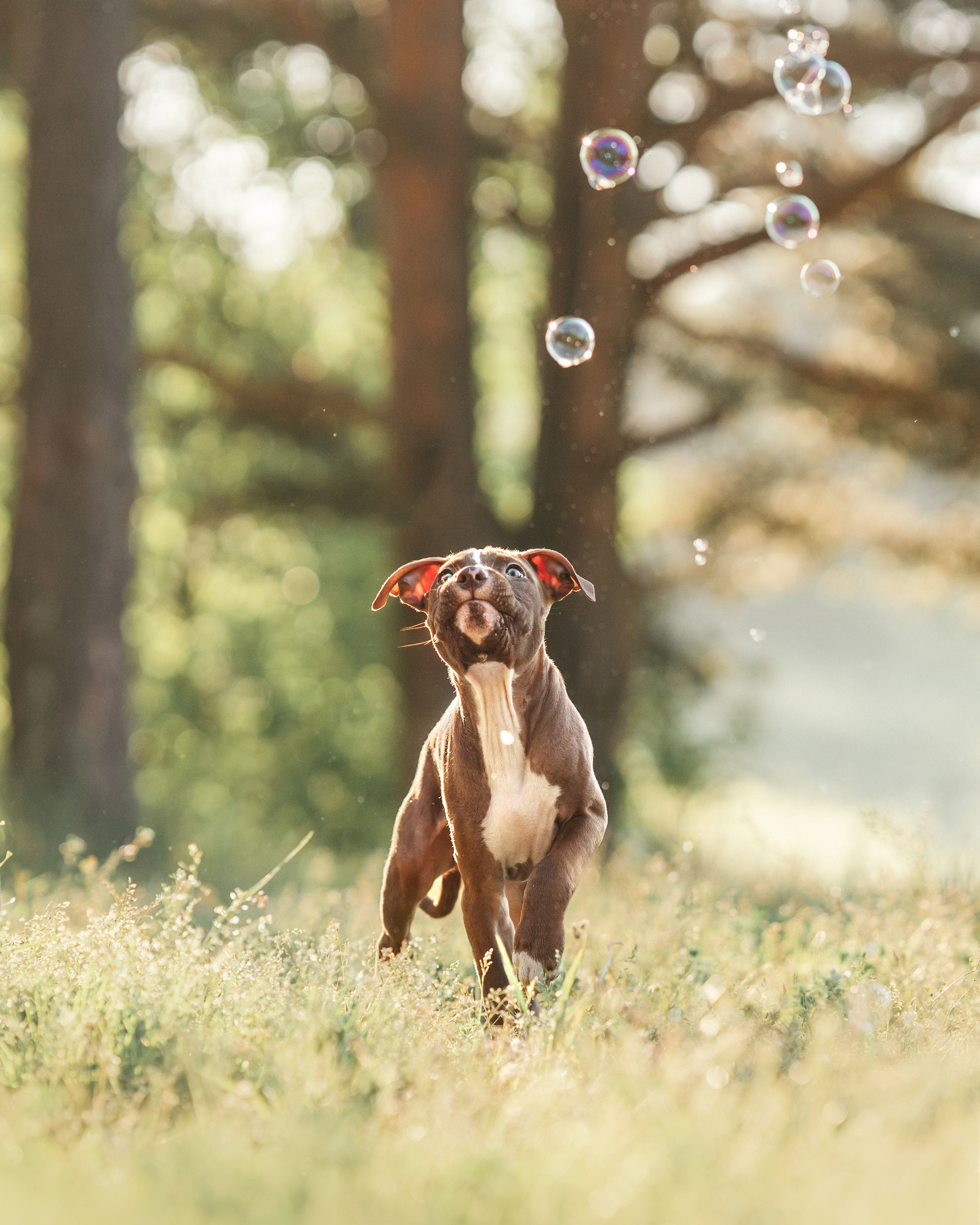 АПБТ. Фотограф анималист Осипчикова Мария
