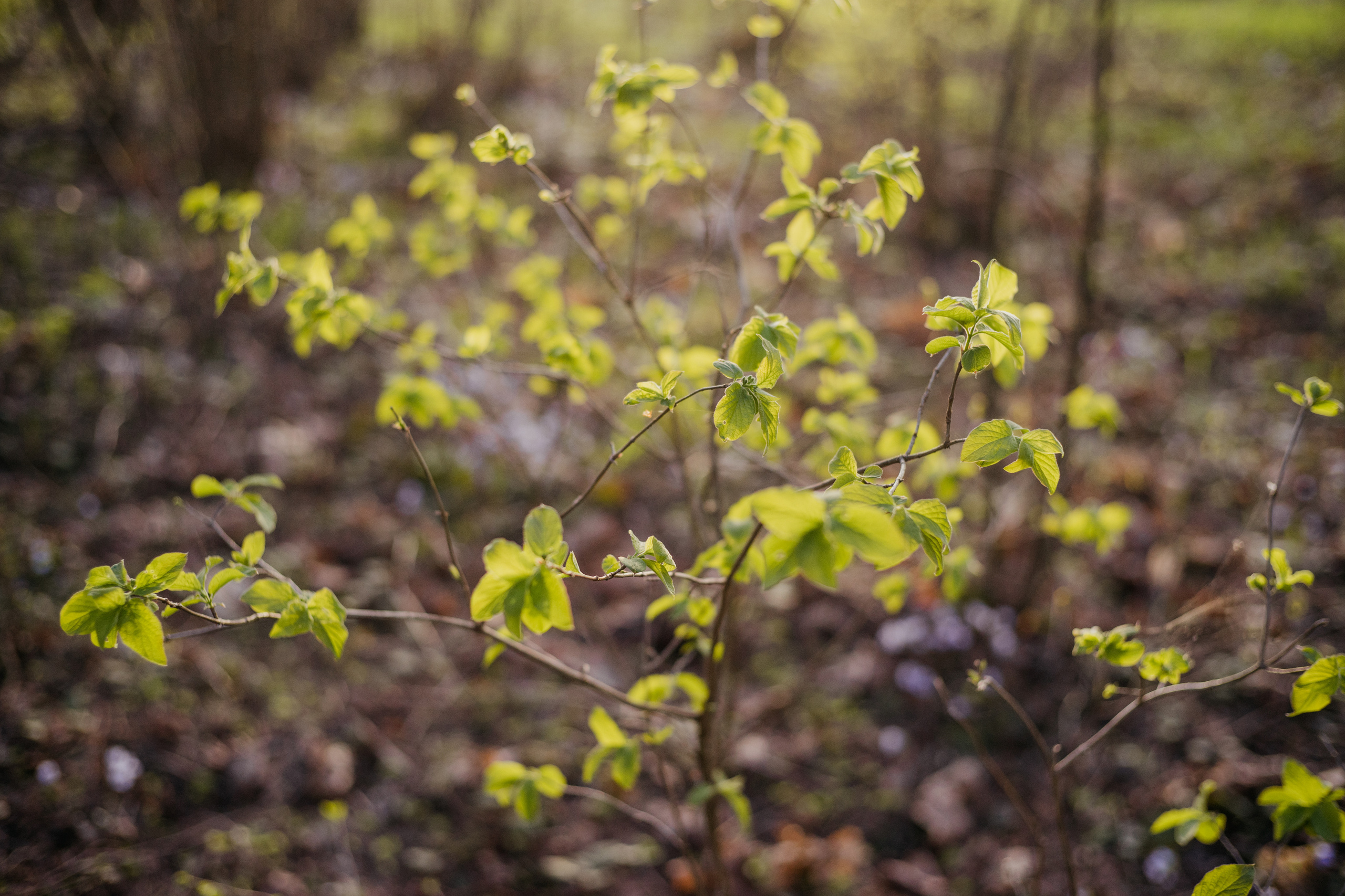 Лесная прогулка, Лиза. Свадебный и Семейный фотограф в Минске Сергей Ильин