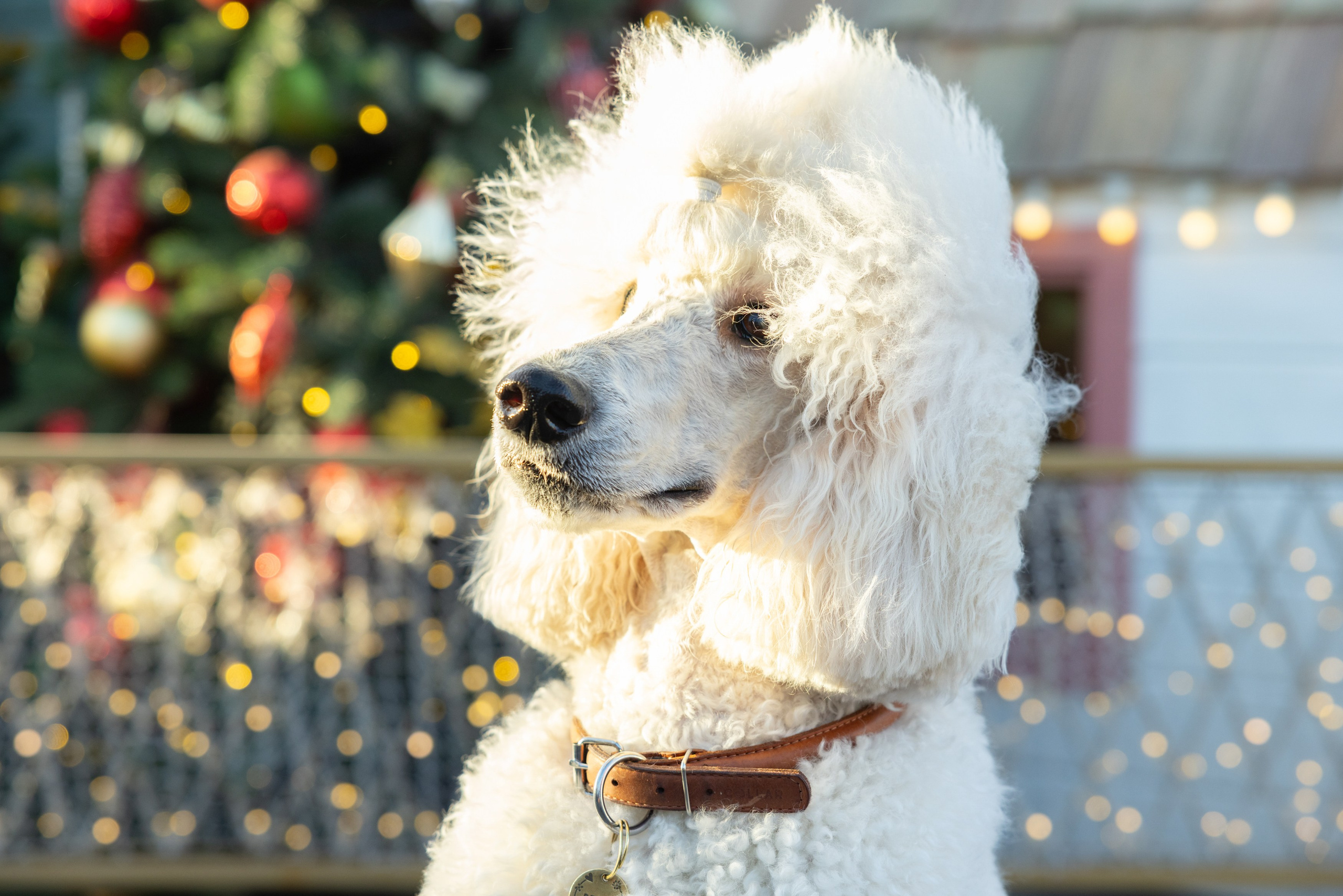 Клуб грумеров (прогулка и семинары). Виктория Зудина — фотограф в Москве