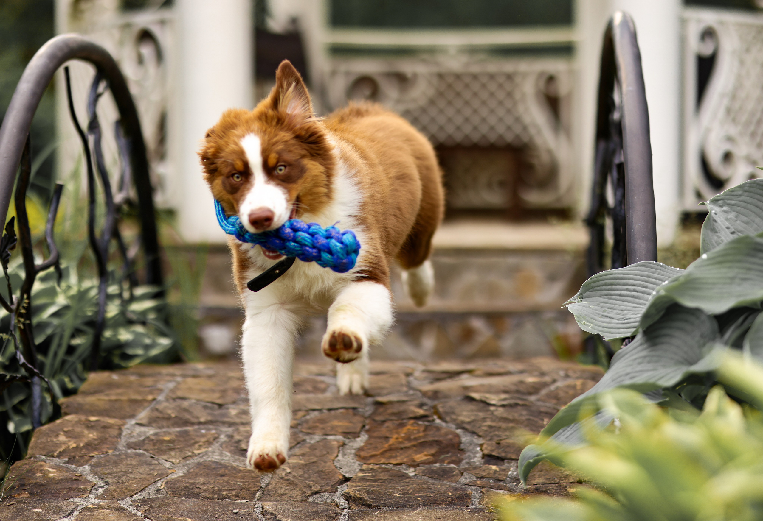 Аусси 2. Фотограф репортажей и стритфотосессий в Москве Людмила Смирнова