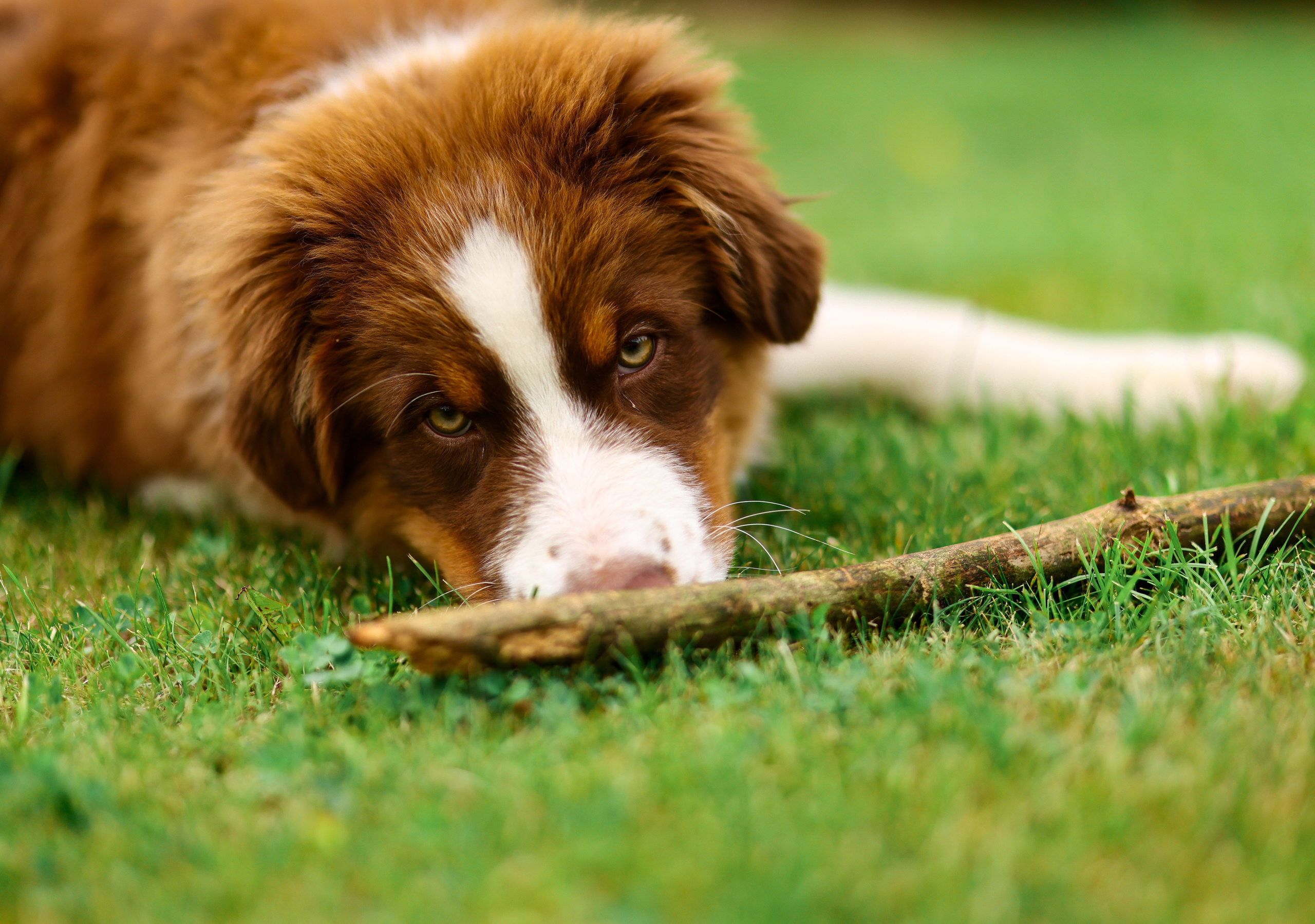 Аусси 2. Фотограф репортажей и стритфотосессий в Москве Людмила Смирнова