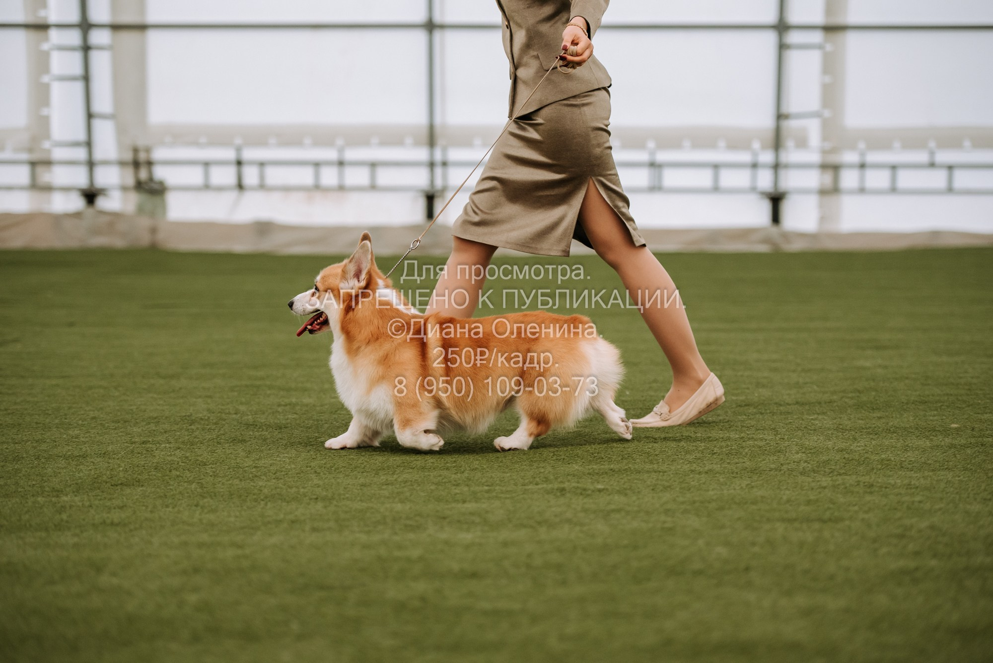 Выставка собак Красноярск 2.06. Фотограф Диана Оленина Красноярск / Братск
