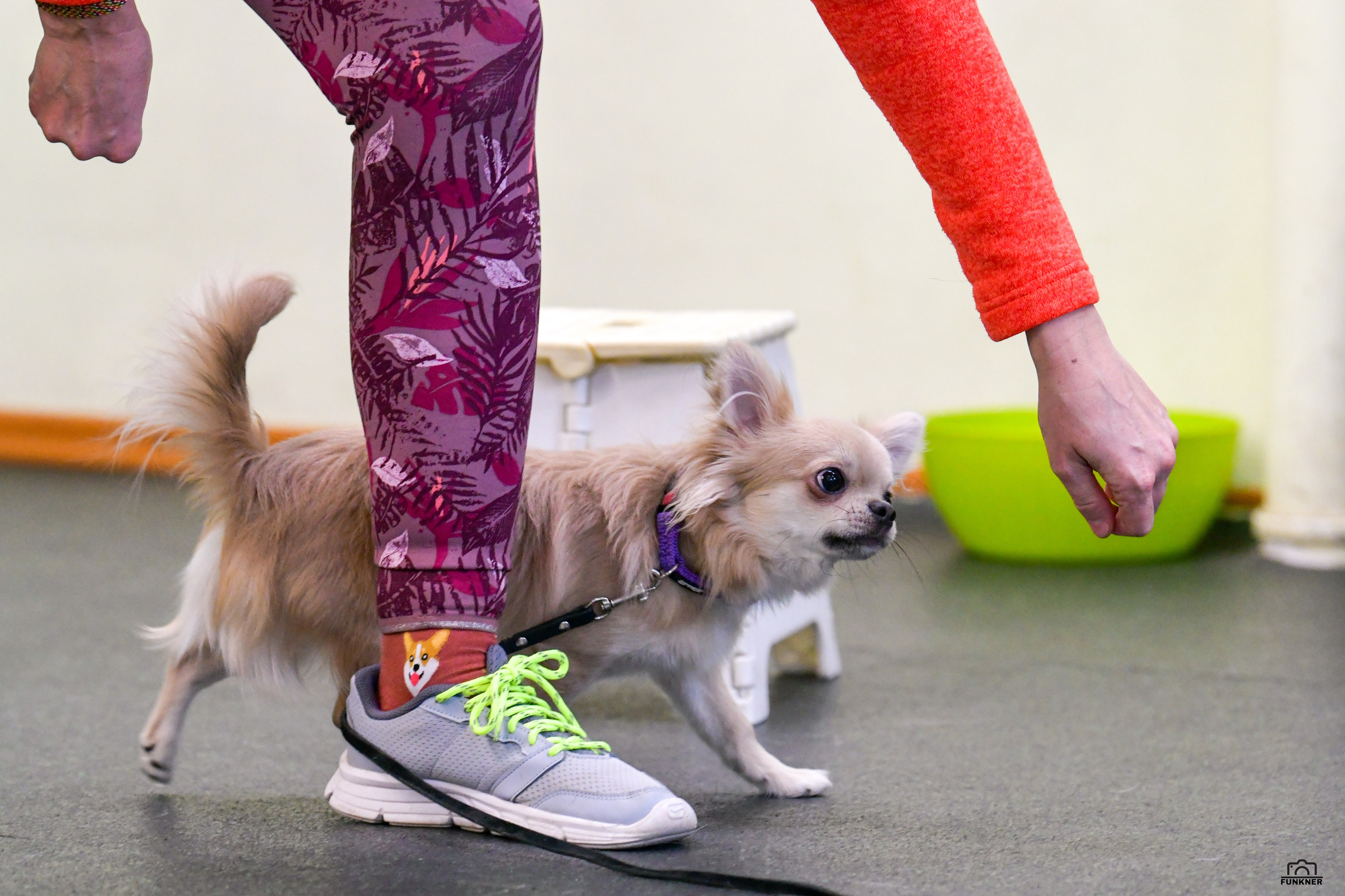 Кинологический клуб «Бодрый хвост». Свой взгляд через объектив