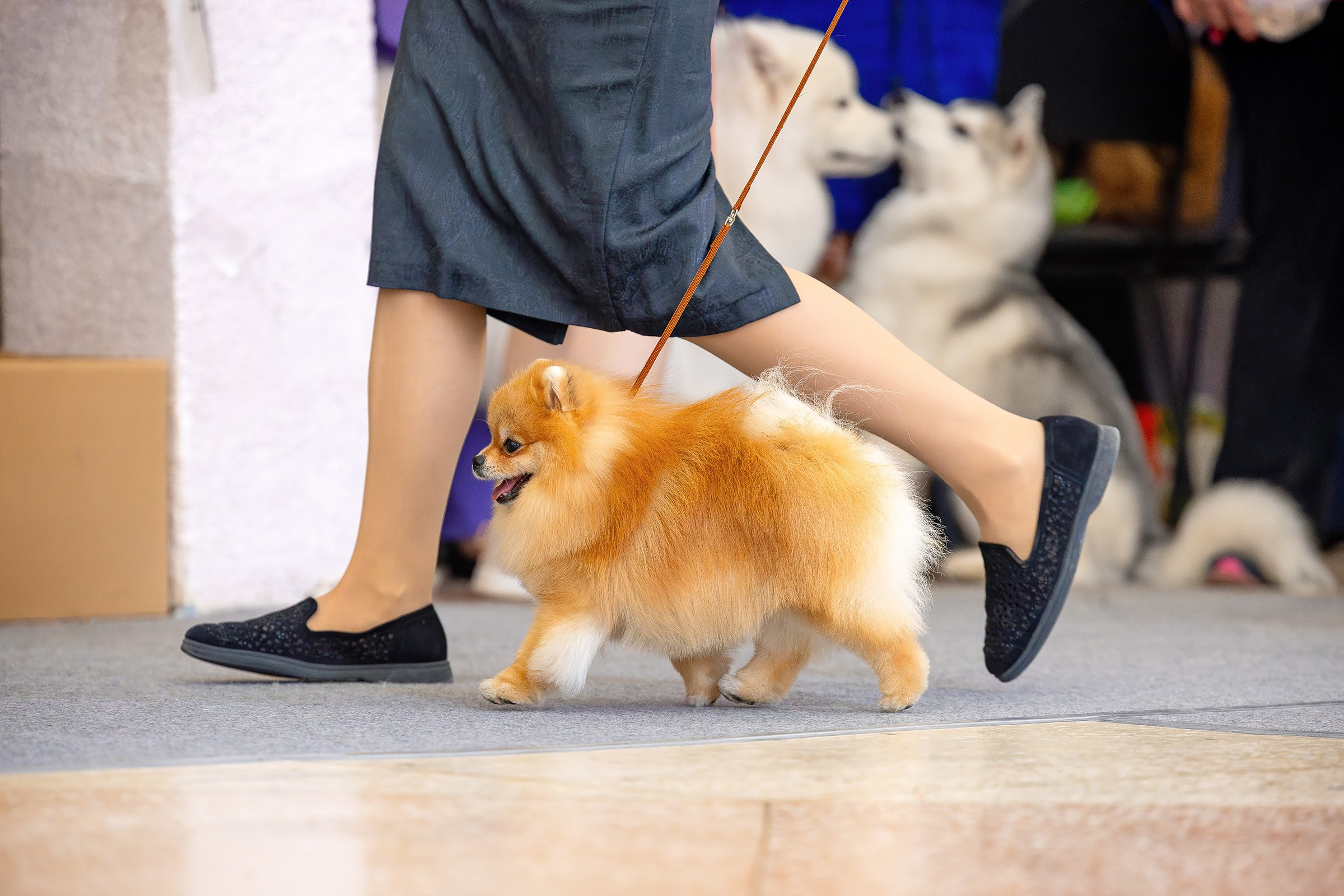 6 апреля 2025, Выставка РКФ, г. Пермь. Htykk_photo