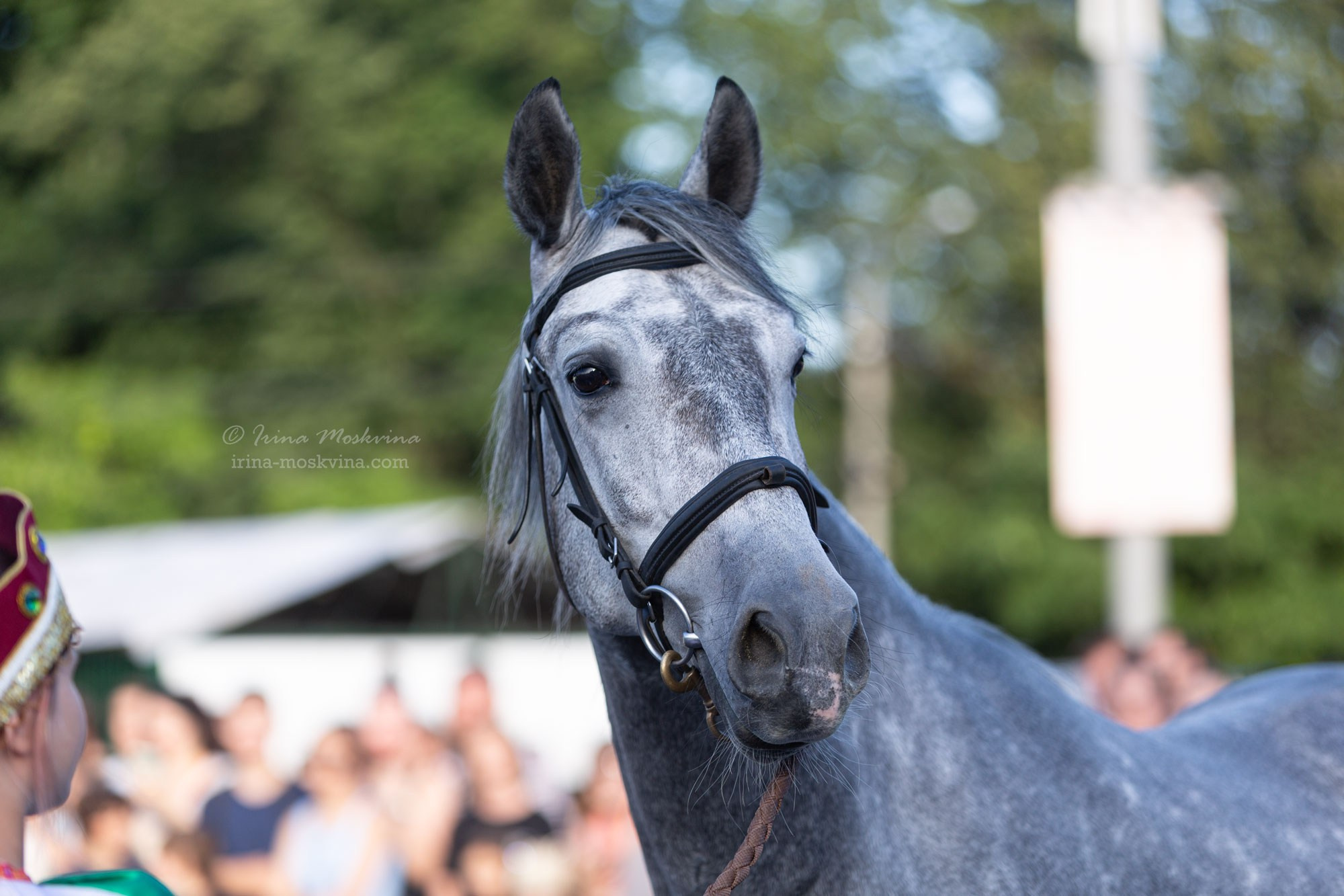 Орловский рысак