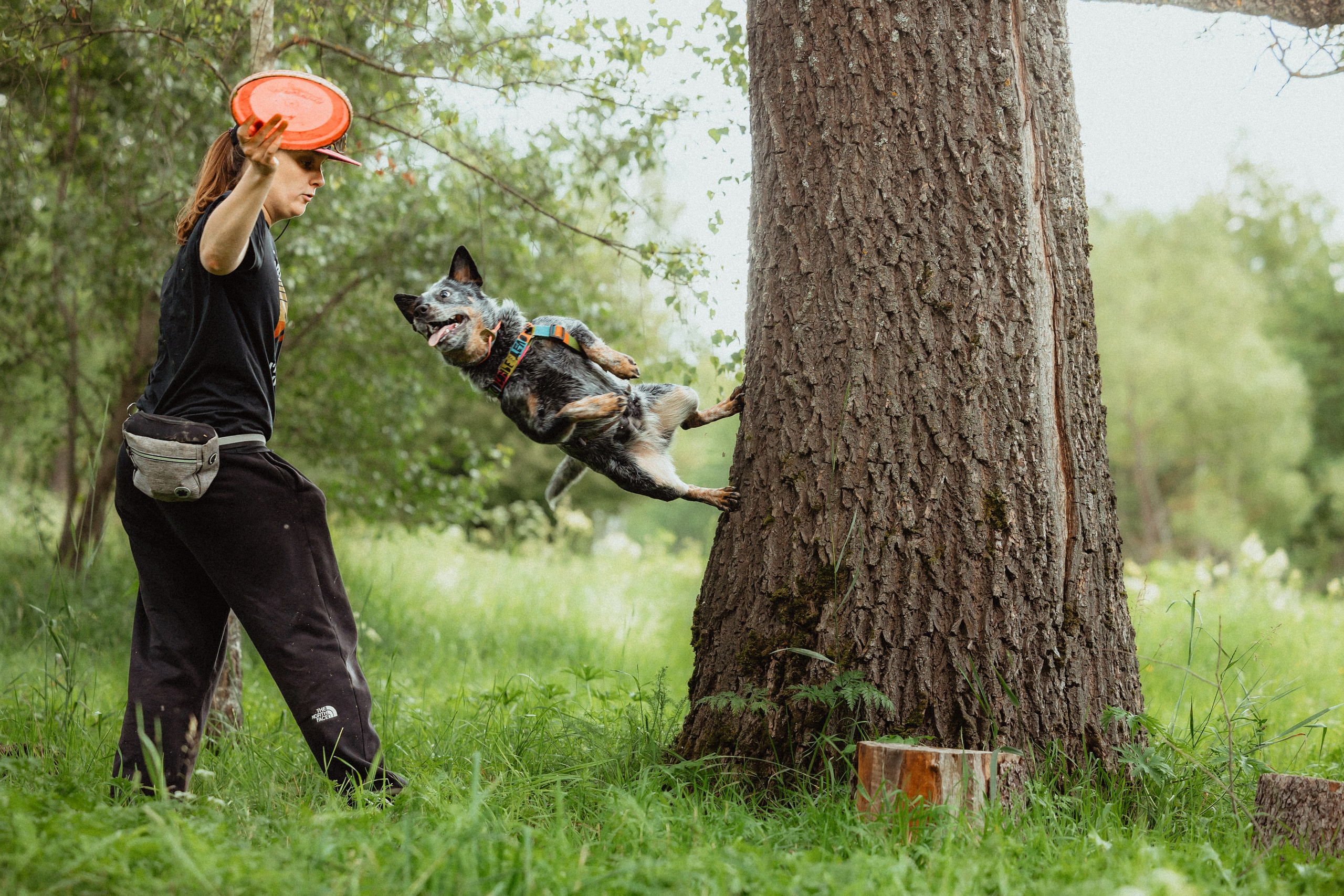 Выездной дог-тренинг от школы «Шерсть имею»