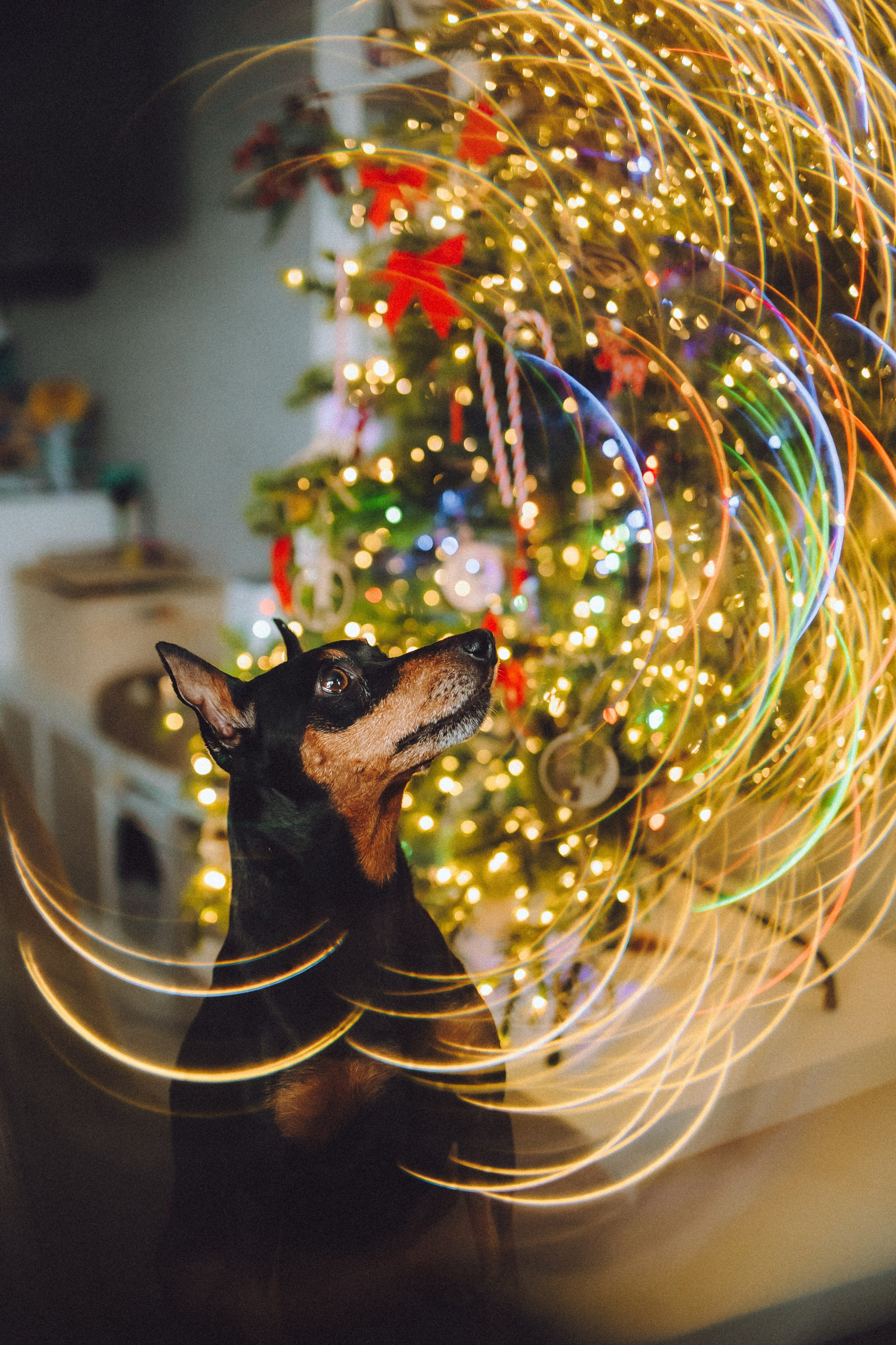 Топик и его семья