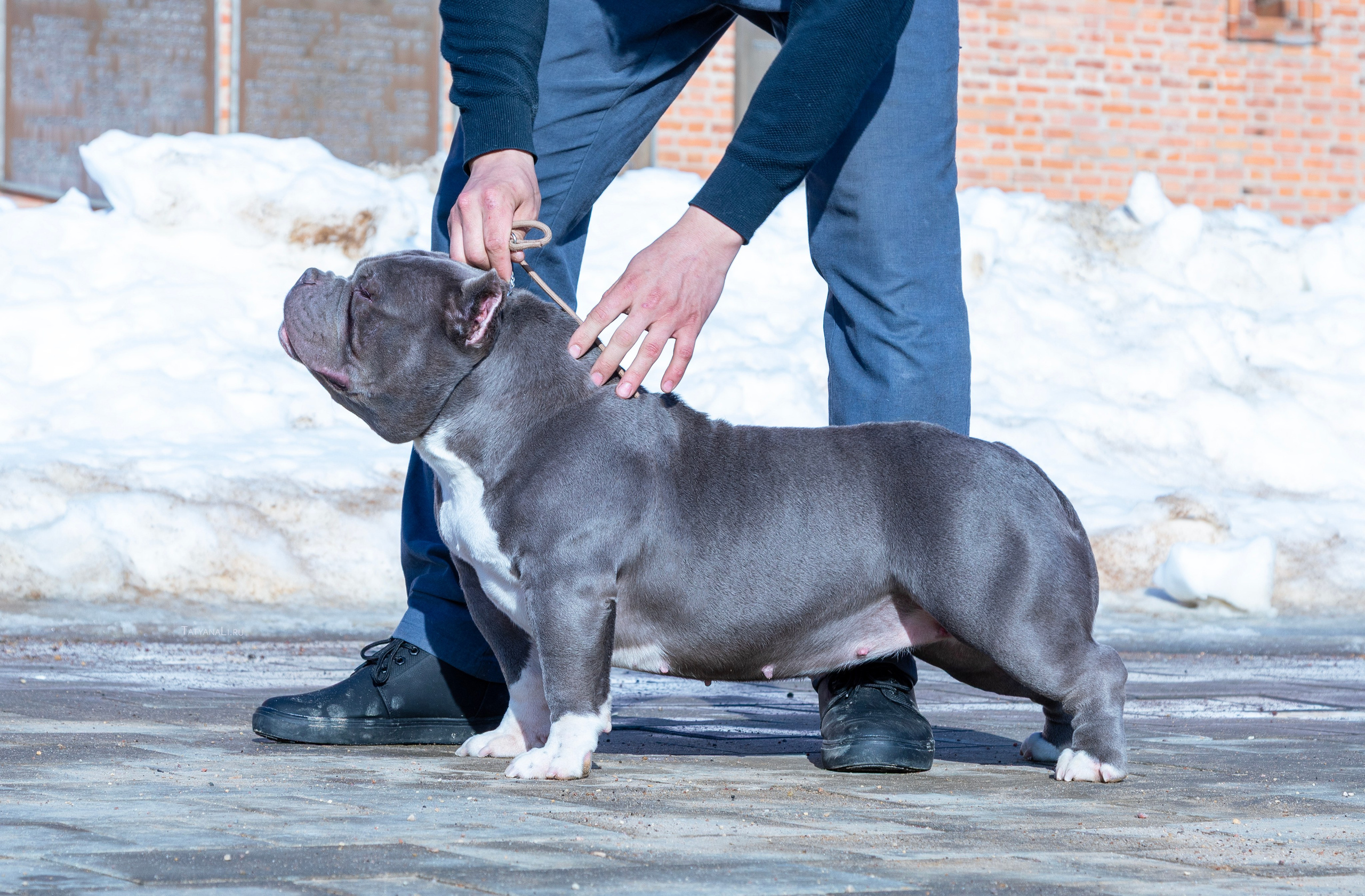 Американский булли. Фотограф — анималист Татьяна Ли