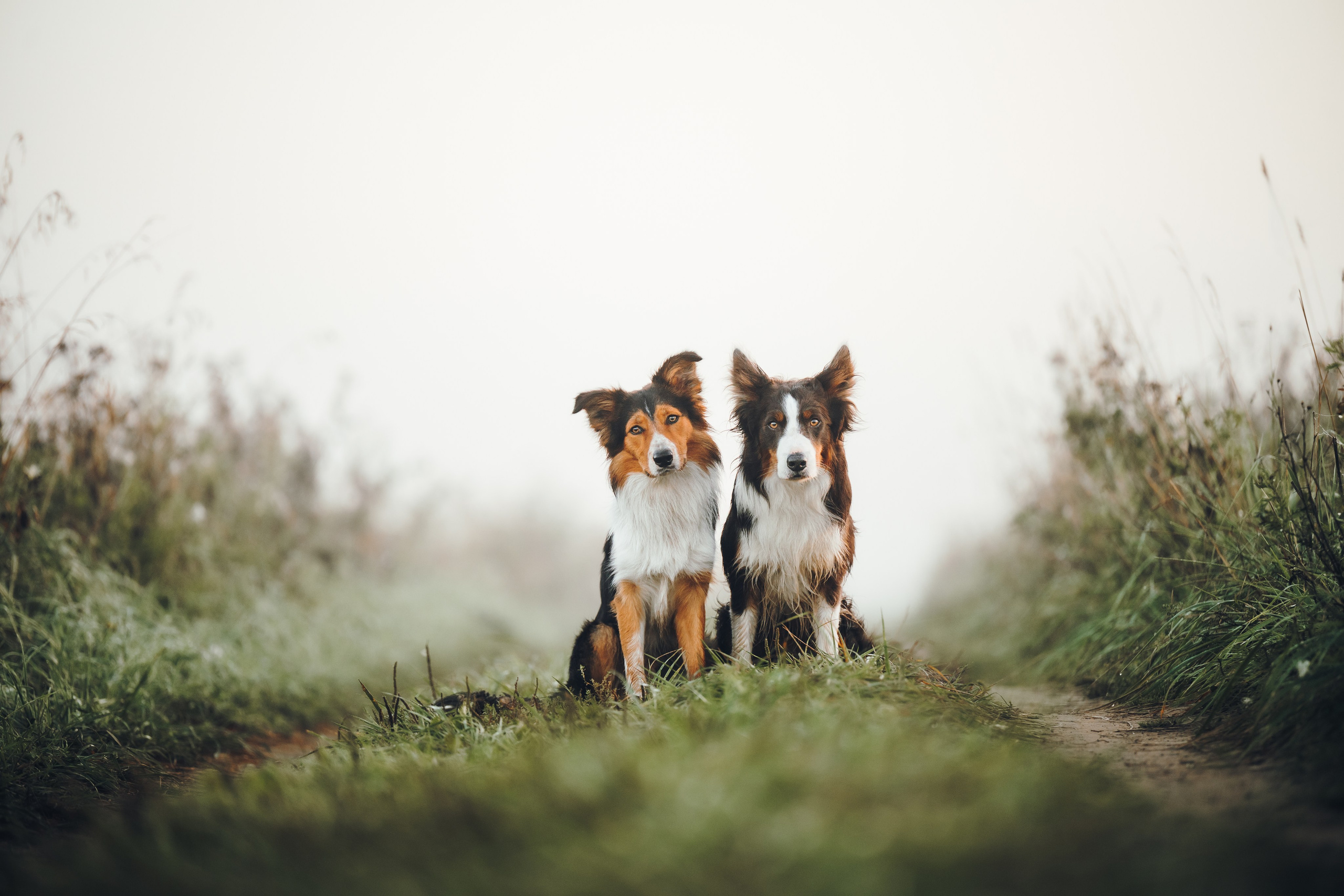 Саша, Флик и Эсприт. Семейный фотограф анималист Ананьева Мария — Москва