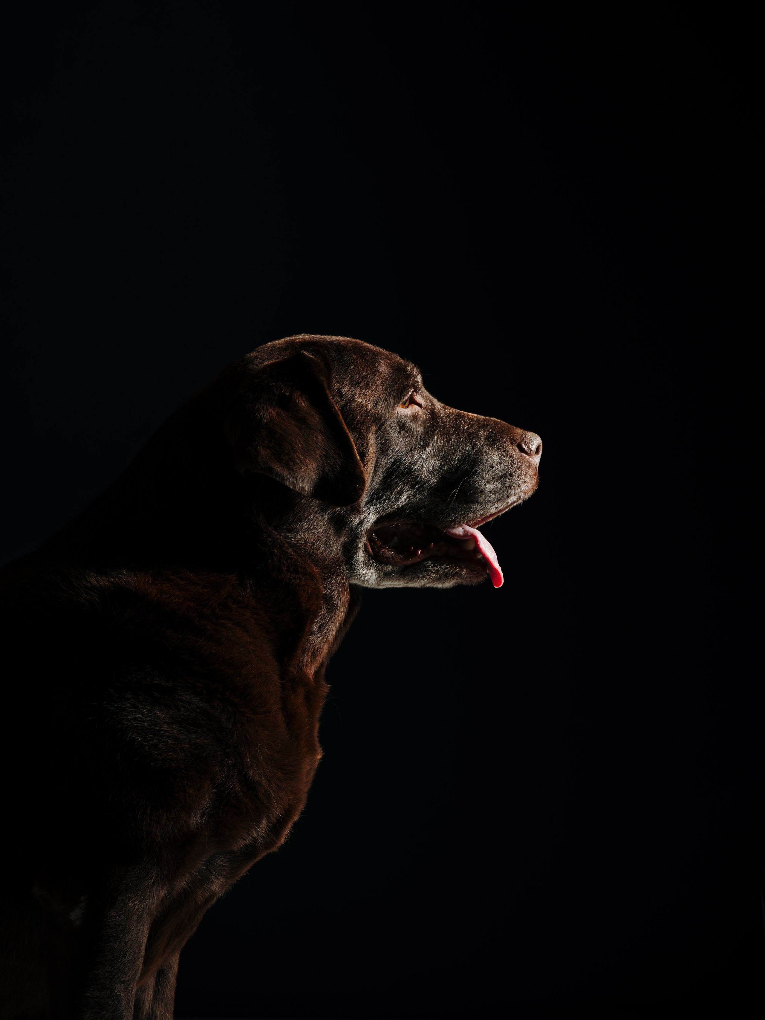 Оля и Шерлок. Семейный фотограф анималист Ананьева Мария — Москва